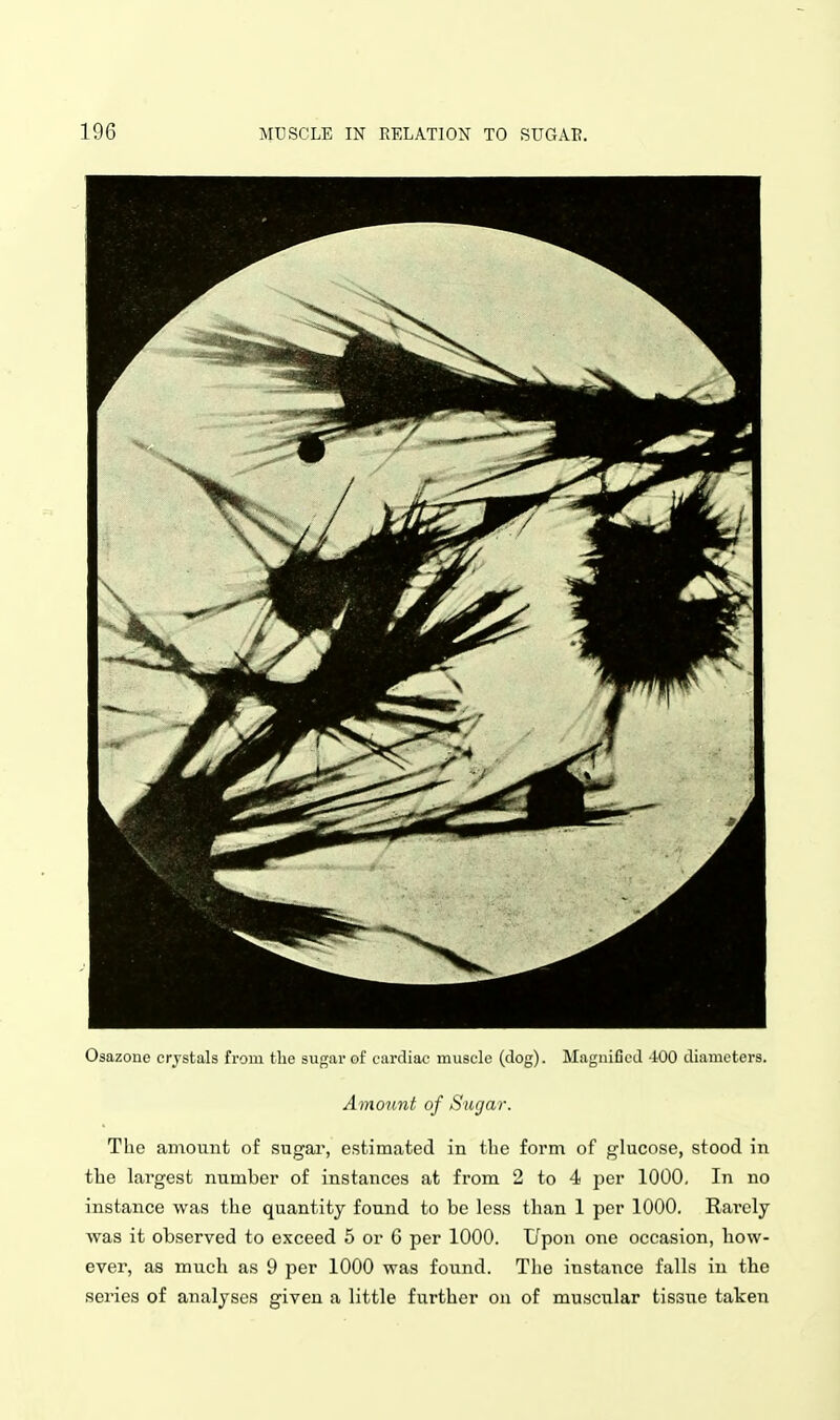Osazone crystals from the sugar of cardiac muscle (dog). Maguificd 400 diameters. Amount of Surjar. The amount of sugar, estimated in the form of glucose, stood in the largest number of instances at from 2 to 4 per 1000, In no instance was the quantity found to be less than 1 per 1000. Rarely was it observed to exceed 5 or G per 1000. Upon one occasion, how- ever, as much as 9 per 1000 was found. The instance falls in the series of analyses given a little further on of muscular tissue taken