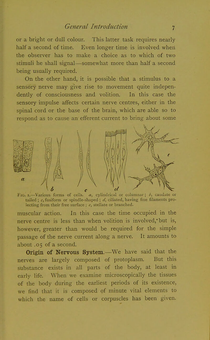 or a bright or dull colour. This latter task requires nearly- half a second of time. Even longer time is involved when the observer has to make a choice as to which of two stimuli he shall signal—somewhat more than half a second being usually required. On the other hand, it is possible that a stimulus to a sensory nerve may give rise to movement quite indepen- dently of consciousness and volition. In this case the sensory impulse affects certain nerve centres, either in the spinal cord or the base of the brain, which are able so to respond as to cause an efferent current to bring about some 6 c d Fig. I.—Various forms of cells, a, cylindrical or columnar; b, caudate or tailed ; c, fusiform or spindle-shaped ; d, ciliated, having fine filaments pro- iecting from their free surface ; e, stellate or branched. muscular action. In this case the time occupied in the nerve centre is less than when volition is involved,* but is, however, greater than would be required for the simple passage of the nerve current along a nerve. It amounts to about .05 of a second. Origin of Nervous System.—We have said that the nerves are largely composed of protoplasm. But this substance exists in all parts of the body, at least in early life. When we examine microscopically the tissues of the body during the earliest periods of its existence, we find that it is composed of minute vital elements to which the name of cells or corpuscles has been given.