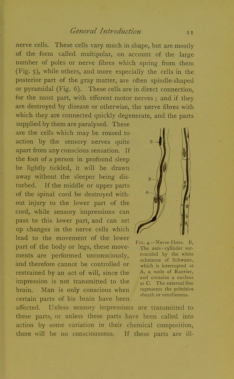 II nerve cells. These cells vary, much in shape, but are mostly of the form called multipolar, on account of the large number of poles or nerve fibres which spi'ing from them (Fig. 5), while others, and more especially the cells in the posterior part of the gray matter, are often spindle-shaped or pyramidal (Fig. 6). These cells are in direct connection, for the most part, with efferent motor nei-ves ; and if they are destroyed by disease or otherwise, the nerve fibres with which they are connected quickly degenerate, and the parts supplied by them are paralysed. These are the cells which may be roused to action by the sensory nerves quite apart from any conscious sensation. If the foot of a person in profound sleep be lightly tickled, it will be drawn away without the sleeper being dis- turbed. If the middle or upper parts of the spinal cord be destroyed with- out injury to the lower part of the cord, while sensory impressions can pass to this lower part, and can set up changes in the nerve cells which lead to the movement of the lower part of the body or legs, these move- ments are performed unconsciously, and therefore cannot be controlled or restrained by an act of will, since the impression is not transmitted to the brain. Man is only conscious when certain parts of his brain have been affected. Unless sensory impressions are transmitted to these parts, or unless these parts have been called into action by some variation in their chemical composition, there will be no consciousness. If these parts are ill- FiG. 4.—Nerve fibres. B, The axis - cylinder sur- rounded by the white substance of Schwann, which is interrupted at A, a node of Ranvier, and contains a nucleus at C. The external line represents the primitive sheatli or neurilemma.