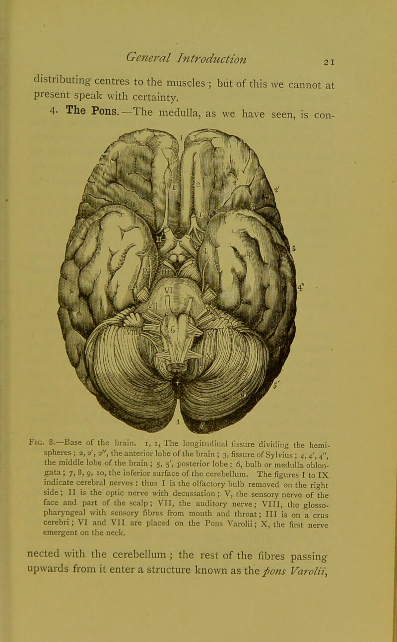 distributing centres to the muscles ; but of this we cannot at present speak with certainty. 4- The Pons.—The medulla, as we have seen, is con- FiG. 8.—Base of the brain, i, i, The longitudinal fissure dividing the hemi- spheres ; 2, 2', 2, the anterior lobe of the brain ; 3, fissure of Sylvius ; 4,4', 4, the middle lobe of the brain ; 5, 5', posterior lobe ; 6, bulb or medulla oblon- gata ; 7, 8, 9, 10, the inferior surface of the cerebellum. The figures I to IX indicate cerebral nerves : thus I is the olfactory bulb removed on the right side; II is the optic nerve with decussation ; V, the sensory nerve of the face and part of the scalp; VII, the auditory nerve; VIII, tlie glosso- pharyngeal with sensory fibres from mouth and throat; III is on a crus cerebri; VI and VII are placed on the Pons Varolii; X, the first nerve emergent on the neck. nected with the cerebellum ; the rest of the fibres passing upwards from it enter a structure known as the pons Varolii,