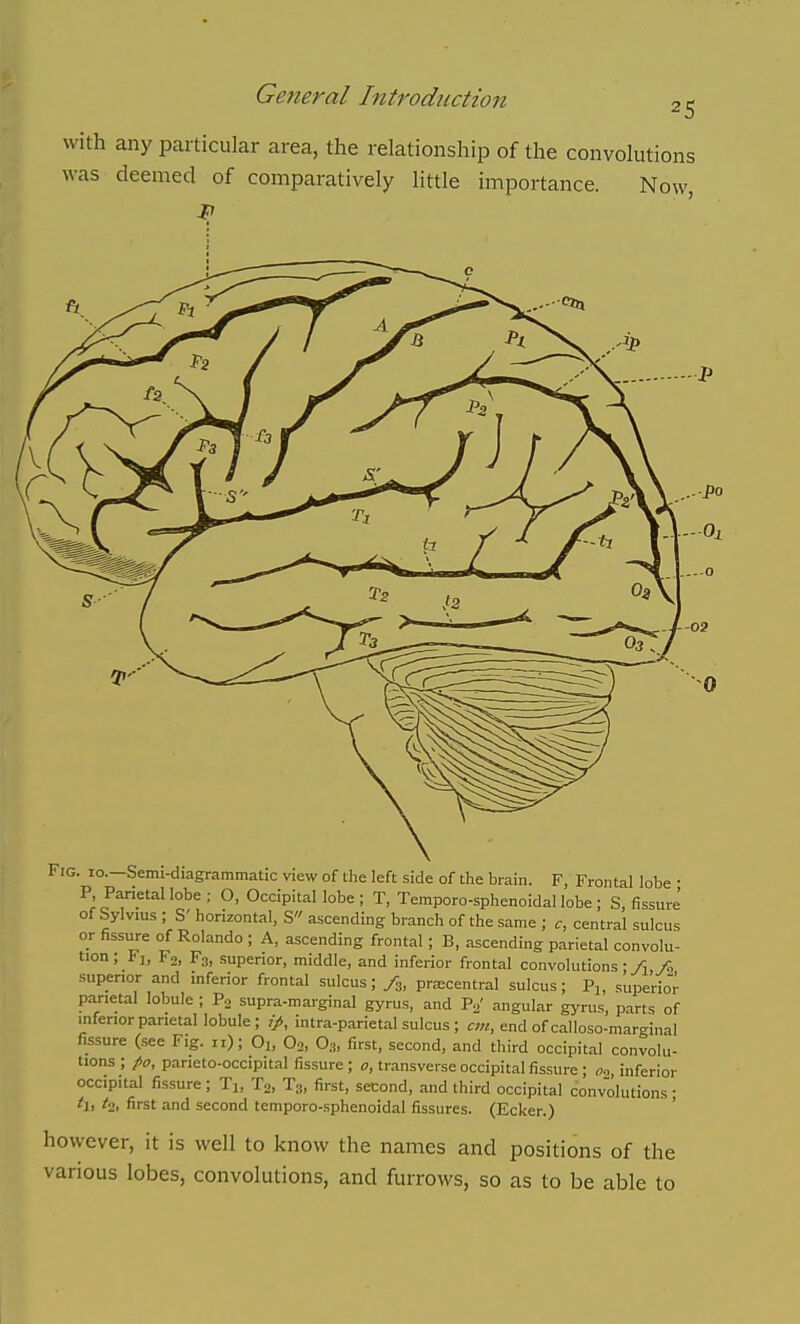 with any particular area, the relationship of the convolutions was deemed of comparatively little importance. Now, Fig. 10.—Semi-diagrammatic view of the left side of the brain. F, Frontal lobe • P, Parietal lobe ; O, Occipital lobe ; T, Temporo-sphenoidal lobe ; S, fissure of Sylvius ; S' horizontal, S ascending branch of the same ; c, central sulcus or fissure of Rolando ; A, ascending frontal ; B, ascending parietal convolu- tion ; Pi, Fo, F3, superior, middle, and inferior frontal convolutions - ^ fi, superior and inferior frontal sulcus; /g, prxcentral sulcus; Pj, siiperio'r parietal lobule ; Pg supra-marginal gyrus, and P.' angular gyrus, parts of inferiorpanetal lobule; intra-parietal sulcus ; ««, end ofcalloso-marginal fissure (.see Fig. ii); Oj, Oo, 0.„ first, second, and third occipital convolu- tions ; po, parieto-occipital fissure ; o, transverse occipital fissure ; o.-, inferior occipital fissure; Tj, Tg, Tg, first, second, and third occipital convolutions; h, t'i, first and second temporo-sphenoidal fissures. (Ecker.) however, it is well to know the names and positions of the various lobes, convolutions, and furrows, so as to be able to