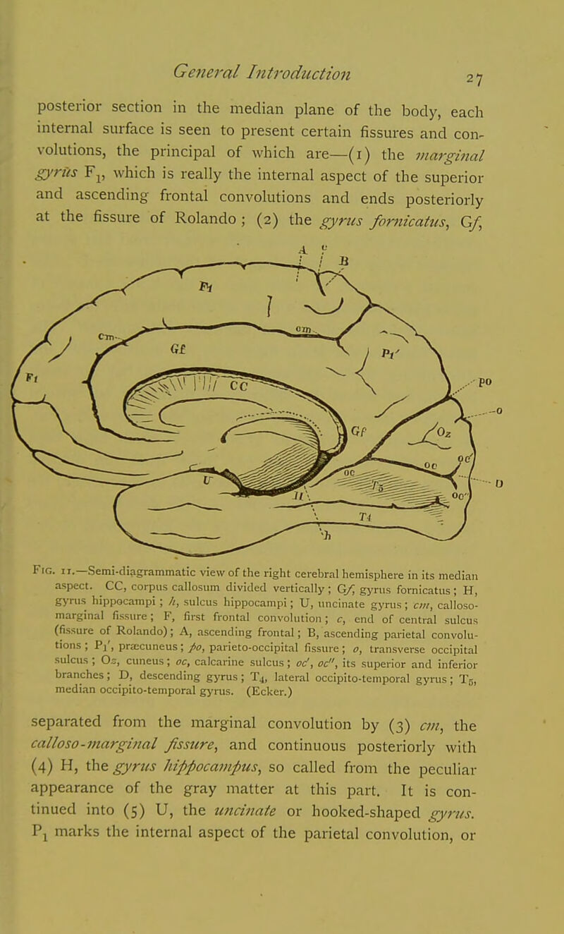 posterior section in the median plane of the body, each internal surface is seen to present certain fissures and con^ volutions, the principal of which are—(i) the marginal gi'riis Fj, which is really the internal aspect of the superior and ascending frontal convolutions and ends posteriorly at the fissure of Rolando; (2) the gyrus formcatus, G/, Fig. it.—Semi-diagrammatic view of the right cerebral hemisphere in its median aspect. CC, corpus callosum divided vertically ; Gf, gyrus fornicatus; H, gyrus hippocampi ; sulcus hippocampi; U, uncinate gyrus; ci/i, calloso- marginal fissure; F, first frontal convolution; c, end of central sulcus (fissure of Rolando); A, ascending frontal; B, ascending parietal convolu- tions ; Pi', pra;cuneus;/o, parieto-occipital fissure; o, transverse occipital sulcus ; Oz, cuneus; oc, calcarine sulcus; oc', oc, its superior and inferior branches; D, descending gyrus; Tj, lateral occipito-temporal gyrus; Tg, median occipito-temporal gyrus. (Ecker.) separated from the marginal convolution by (3) cot, the calloso-marginal fissure, and continuous posteriorly with (4) H, the gyrus hippocampus, so called from the peculiar appearance of the gray matter at this part. It is con- tinued into (5) U, the uticinate or hooked-shaped gyrus. Pj marks the internal aspect of the parietal convolution, or