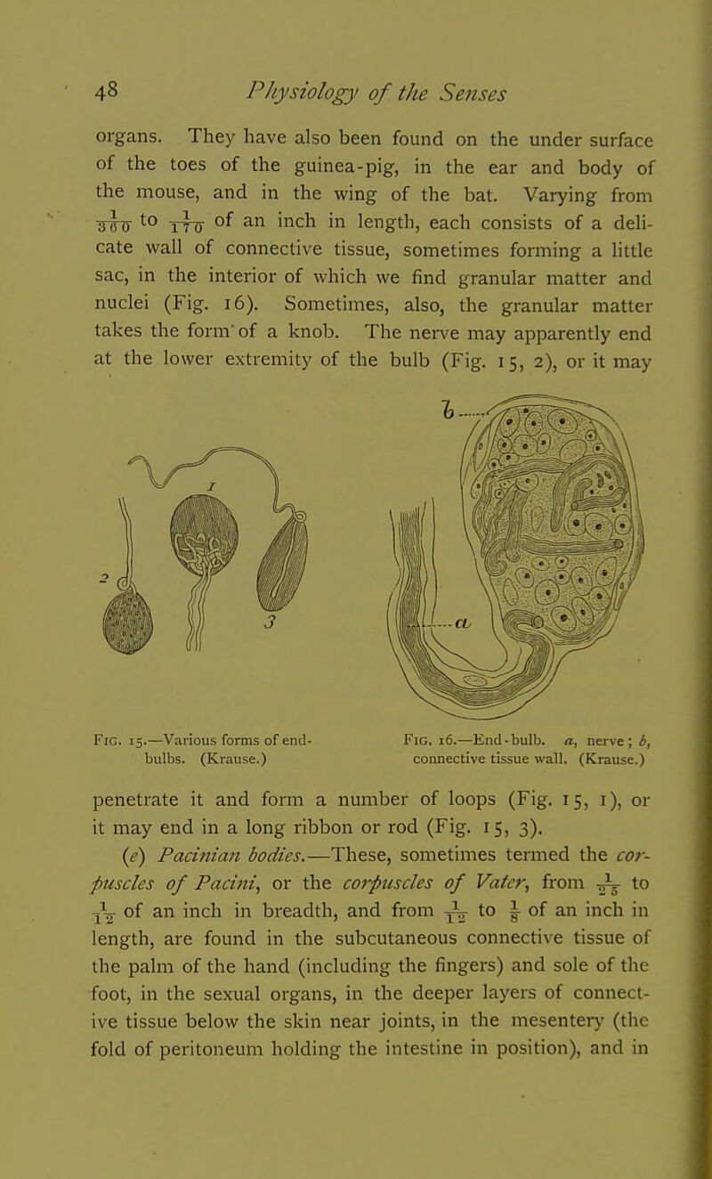 organs. They have also been found on the under surface of the toes of the guinea-pig, in the ear and body of the mouse, and in the wing of the bat. Varying from ■r5'(7 TT7 °^ ^ 'ch in length, each consists of a deli- cate wall of connective tissue, sometimes forming a little sac, in the interior of which we find granular matter and nuclei (Fig. i6). Sometimes, also, the granular matter takes the form of a knob. The nerve may apparently end at the lower extremity of the bulb (Fig. 15, 2), or it may Fig. 15.—Various forms of end- Fig. 16.—End-bulb, a, nerve ; bulbs. (Krause.) connective tissue wall, (Krause.) penetrate it and form a number of loops (Fig. 15, i), or it may end in a long ribbon or rod (Fig. 15, 3). {e) Pacinian bodies.—These, sometimes termed the cor- puscles of Pacini^ or the corpuscles of Vater, from -i- to of an inch in breadth, and from J^- to | of an inch in length, are found in the subcutaneous connective tissue of the palm of the hand (including the fingers) and sole of the foot, in the sexual organs, in the deeper layers of connect- ive tissue below the skin near joints, in the mesentery' (the fold of peritoneum holding the intestine in position), and in