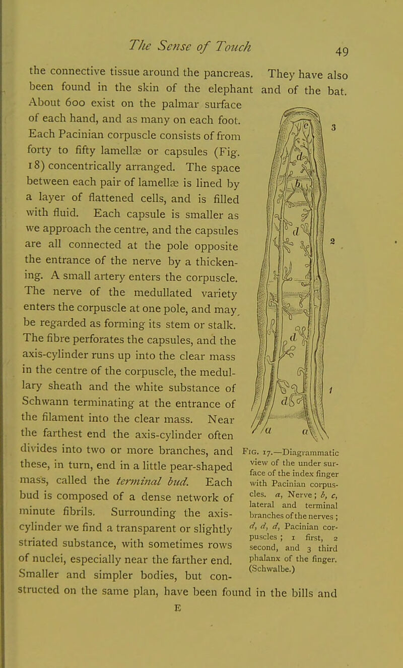 the connective tissue around the pancreas. They have also been found in the skin of the elephant and of the bat. About 600 exist on the palmar surface of each hand, and as many on each foot. Each Pacinian corpuscle consists of from forty to fifty lamellag or capsules (Fig. 18) concentrically arranged. The space between each pair of lamellae is lined by a layer of flattened cells, and is filled with fluid. Each capsule is smaller as we approach the centre, and the capsules are all connected at the pole opposite the entrance of the nerve by a thicken- ing. A small arterj' enters the corpuscle. The nerve of the medullated variety enters the corpuscle at one pole, and may, be regarded as forming its stem or stalk. The fibre perforates the capsules, and the axis-cylinder runs up into the clear mass in the centre of the corpuscle, the medul- lary sheath and the white substance of Schwann terminating at the entrance of the filament into the clear mass. Near the farthest end the axis-cylinder often divides into two or more branches, and Fig. 17.—Diagrammatic these, in turn, end in a little pear-shaped mass, called the terminal btid. Each bud is composed of a dense network of minute fibrils. Surrounding the axis- cylinder we find a transparent or slightly striated substance, with sometimes rows of nuclei, especially near the farther end. Smaller and simpler bodies, but con- structed on the same plan, have been found in the bills and E view of tlie under sur- face of the index finger witli Pacinian corpus- cles, a, Nerve; b, c, lateral and terminal branches of the nerves ; (i, d, d, Pacinian cor- puscles ; I first, 2 second, and 3 third phalan.\ of the finger. (Schwalbe.)