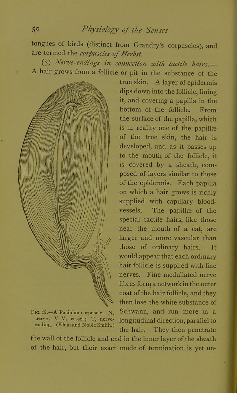 tongues of birds (distinct from Grandry's corpuscles), and are termed the corpuscles of Herbst. (3) Nerve-e7idings in connection with tactile hairs.— A hair grows from a follicle or pit in the substance of the true skin. A layer of epidermis dips down into the follicle, lining it, and covering a papilla in the bottom of the follicle. From the surface of the papilla, which is in reality one of the papillce of the true skin, the hair is developed, and as it passes up to the mouth of the follicle, it is covered by a sheath, com- posed of layers similar to those of the epidermis. Each papilla on which a hair grows is richly supplied with capillary blood- vessels. The papillae of the special tactile hairs, like those near the mouth of a cat, are larger and more vascular than those of ordinar}' hairs. It would appear that each ordinary hair follicle is supplied with fine nerves. Fine medullated nerve fibres form a network in the outer coat of the hair follicle, and they then lose the white substance of Schwann, and run more in a longitudinal direction, parallel to the hair. They then penetrate the wall of the follicle and end in the inner layer of the sheath of the hair, but their exact mode of termination is yet un- FiG. 18.—A Pacinian corpuscle. N, nerve ; V, V, vessel; T, nerve- ending. (Klein and Noble Smith.)