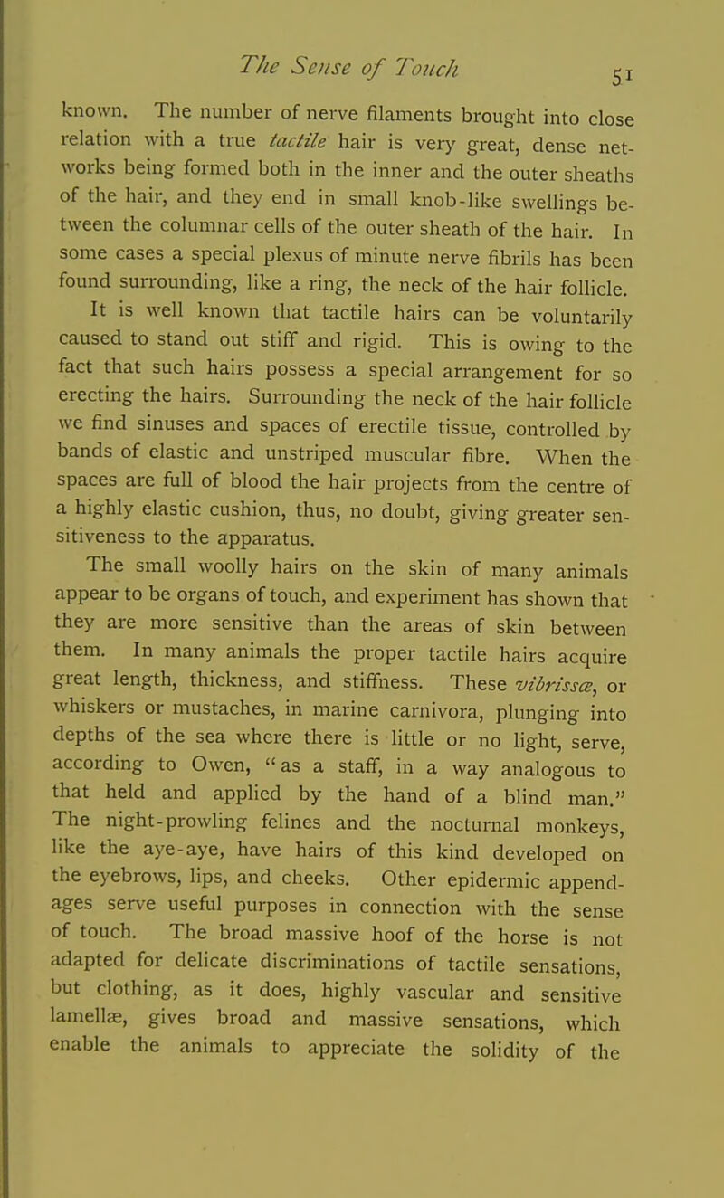 known. The number of nerve filaments brought into close relation with a true tactile hair is very great, dense net- works being formed both in the inner and the outer sheaths of the hair, and they end in small loiob-like swellings be- tween the columnar cells of the outer sheath of the hair. In some cases a special plexus of minute nerve fibrils has been found surrounding, like a ring, the neck of the hair follicle. It is well known that tactile hairs can be voluntarily caused to stand out stiff and rigid. This is owing to the fact that such hairs possess a special arrangement for so erecting the hairs. Surrounding the neck of the hair follicle we find sinuses and spaces of erectile tissue, controlled by bands of elastic and unstriped muscular fibre. When the spaces are full of blood the hair projects from the centre of a highly elastic cushion, thus, no doubt, giving greater sen- sitiveness to the apparatus. The small woolly hairs on the skin of many animals appear to be organs of touch, and experiment has shown that they are more sensitive than the areas of skin between them. In many animals the proper tactile hairs acquire great length, thickness, and stiffness. These vibrissa, or whiskers or mustaches, in marine carnivora, plunging into depths of the sea where there is little or no light, serve, according to Owen, as a staff, in a way analogous to that held and applied by the hand of a blind man. The night-prowling felines and the nocturnal monkeys, like the aye-aye, have hairs of this kind developed on the eyebrows, lips, and cheeks. Other epidermic append- ages serve useful purposes in connection with the sense of touch. The broad massive hoof of the horse is not adapted for delicate discriminations of tactile sensations, but clothing, as it does, highly vascular and sensitive lamellae, gives broad and massive sensations, which enable the animals to appreciate the solidity of the