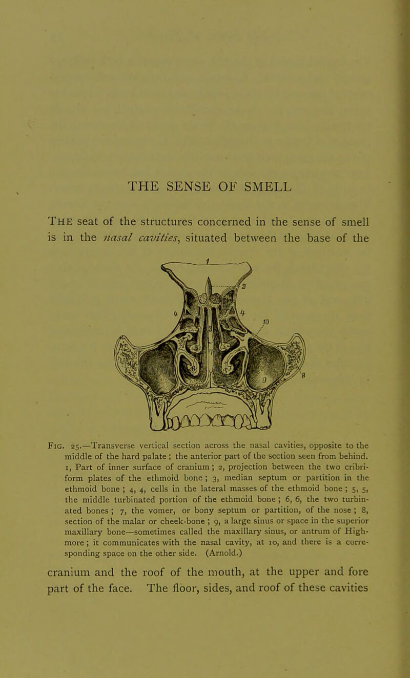 THE SENSE OF SMELL The seat of the structures concerned in the sense of smell is in the nasal cavities, situated between the base of the Fig. 25.—Transverse vertical section across the nasal cavities, opposite to the middle of the hard palate ; the anterior part of the section seen from behind. I, Part of inner surface of cranium; 2, projection between the two cribri- form plates of the ethmoid bone ; 3, median septum or partition in the ethmoid bone ; 4, 4, cells in the lateral masses of the ethmoid bone ; 5, 5, the middle turbinated portion of the ethmoid bone ; 6, 6, the two turbin- ated bones ; 7, the vomer, or bony septum or partition, of the nose ; 8, section of the malar or cheek-bone ; 9, a large sinus or space in the superior ma.\illary bone—sometimes called the maxillary sinus, or antrum of High- more ; it communicates with the nasal cavity, at 10, and there is a corre- sponding space on the other side. (Arnold.) cranium and the roof of the mouth, at the upper and fore part of the face. The floor, sides, and roof of these cavities