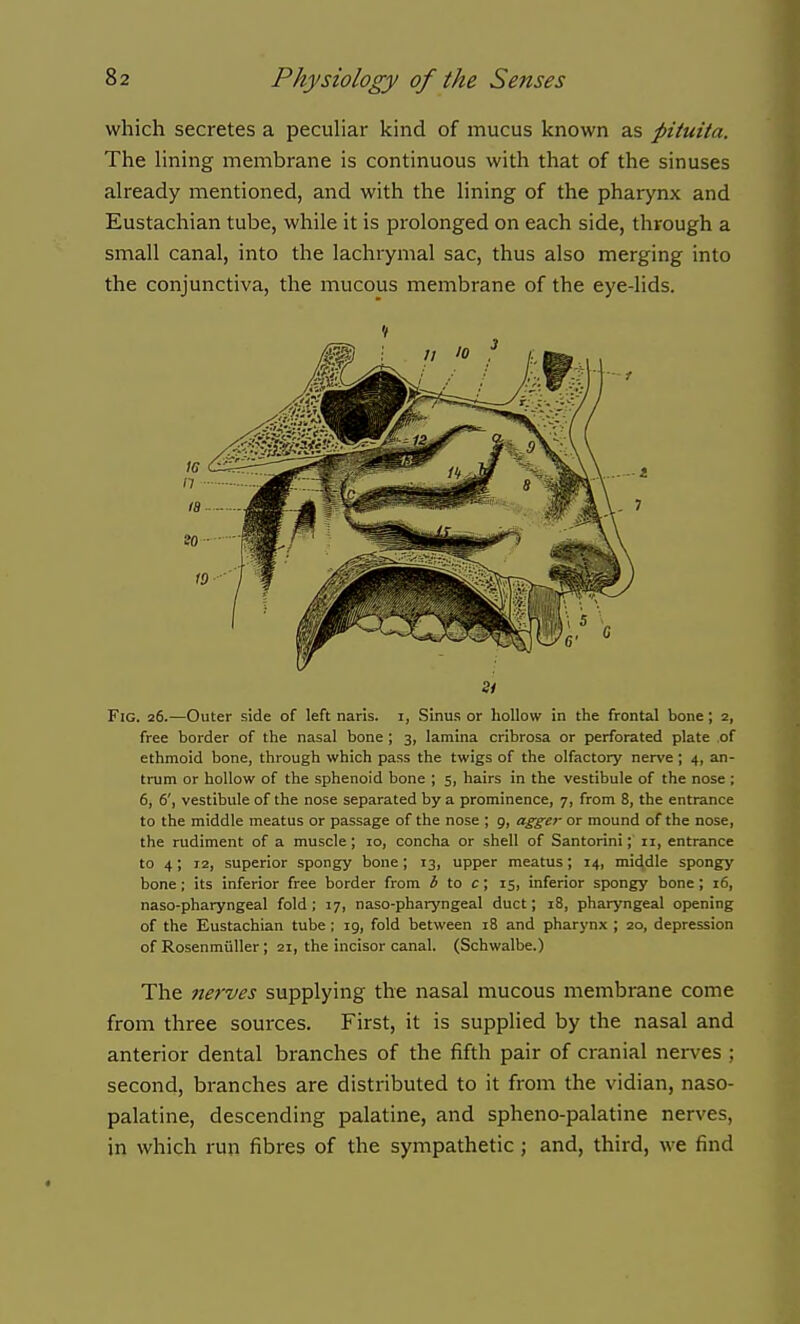 which secretes a peculiar kind of mucus known as piiuita. The lining membrane is continuous with that of the sinuses already mentioned, and with the lining of the phaiynx and Eustachian tube, while it is prolonged on each side, through a small canal, into the lachrymal sac, thus also merging into the conjunctiva, the mucous membrane of the eye-lids. Fig. 26.—Outer side of left naris. i, Sinus or hollow in the frontal bone; 2, free border of the nasal bone; 3, lamina cribrosa or perforated plate of ethmoid bone, through which pass the twigs of the olfactory nerve ; 4, an- trum or hollow of the sphenoid bone ; 5, hairs in the vestibule of the nose ; 6, 6', vestibule of the nose separated by a prominence, 7, from 8, the entrance to the middle meatus or passage of the nose ; 9, agger or mound of the nose, the rudiment of a muscle; 10, concha or shell of Santorini; 11, entrance to 4; 12, superior spongy bone; 13, upper meatus; 14, middle spongy bone; its inferior free border from ^ to c; 15, inferior spongy bone; 16, naso-pharyngeal fold; 17, naso-pharjmgeal duct; 18, pharyngeal opening of the Eustachian tube; 19, fold between 18 and pharynx ; 20, depression of Rosenmiiller ; 21, the incisor canal. (Schwalbe.) The nerves supplying the nasal mucous membrane come from three sources. First, it is supplied by the nasal and anterior dental branches of the fifth pair of cranial nerves ; second, branches are distributed to it from the vidian, naso- palatine, descending palatine, and spheno-palatine nerves, in which run fibres of the sympathetic ; and, third, we find 7