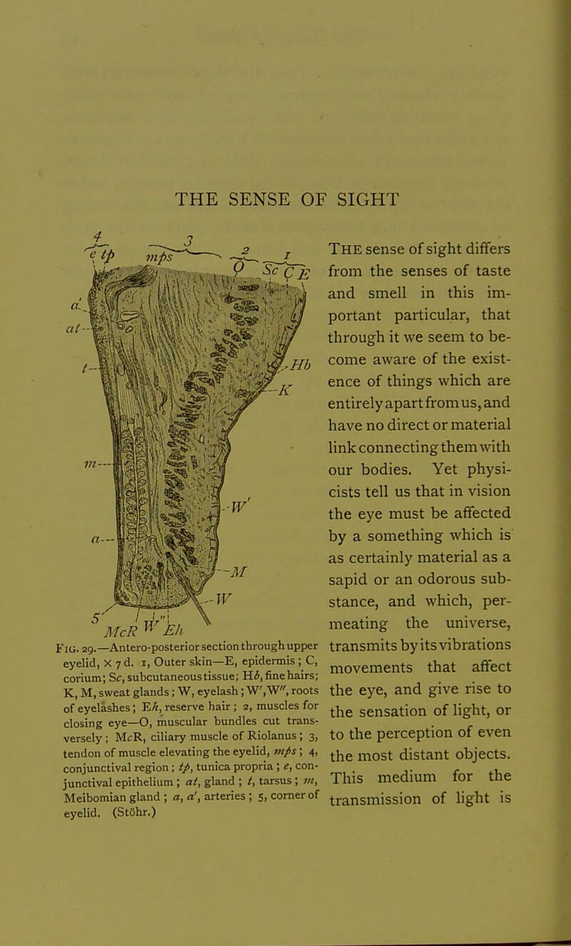 THE SENSE OF SIGHT McR ^' Eh Fig. 29.—Antero-posterior section through upper eyelid, X 7 d. i, Outer skin—E, epidermis ; C, corium; St, subcutaneous tissue; Hi.finehairs; K, M, sweat glands; W, eyelash; W,W, roots of eyelashes; VJi, reserve hair ; 2, muscles for closing eye—O, muscular bundles cut trans- versely ; MirR, ciliary muscle of Riolanus; 3, tendon of muscle elevating the eyelid, mps; 4, conjunctival region ; tp, tunica propria ; e, con- junctival epithelium ; ai, gland ; t, tarsus ; vi. Meibomian gland ; a, a', arteries ; 5, comer of eyelid. (StShr.) The sense of sight differs from the senses of taste and smell in this im- portant particular, that through it we seem to be- come aware of the exist- ence of things which are entirely apart from us, and have no direct or material link connecting them with our bodies. Yet physi- cists tell us that in vision the eye must be affected by a something which is as certainly material as a sapid or an odorous sub- stance, and which, per- meating the universe, transmits by its vibrations movements that affect the eye, and give rise to the sensation of light, or to the perception of even the most distant objects. This medium for the transmission of light is