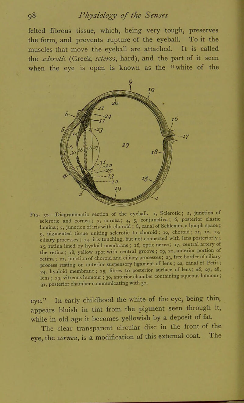 felted fibrous tissue, which, being very tough, preserves the form, and prevents rupture of the eyeball. To it the muscles that move the eyeball are attached. It is called the sclerotic (Greek, scleras, hard), and the part of it seen when the eye is open is known as the white of the Fig. 30.—Diagrammatic section of the eyeball, i, Sclerotic; 2, junction of sclerotic and cornea; 3, cornea; 4, s, conjunctiva; 6, posterior elastic lamina; 7, junction of iris with choroid ; 8, canal of Schlemm, a lymph space •; 9, pigmented tissue uniting sclerotic to choroid ; 10, choroid ; 11, 12, 13, ciliary processes ; 14, iris touching, but not connected with lens posteriorly ; 15, retina lined by hyaloid membrane ; 16, optic nerve ; 17, central artery of the retina ; 18, yellow spot with central groove; 19, 20, anterior portion of retina ; 21, junction of choroid and ciliary processes; 23, free border of ciliary- process resting on anterior suspensory ligament of lens ; 22, canal of Petit; 24, hyaloid membrane ; 25, fibres to posterior surface of lens; 26, 27, 28, lens ; 29, vitreous humour ; 30, anterior chamber containing aqueous humour; 31, posterior chamber communicating with 30. eye. In early childhood the white of the eye, being thin, appears bluish in tint from the pigment seen through it, while in old age it becomes yellowish by a deposit of fat The clear transparent circular disc in the front of the eye, the cornea, is a modification of this external coat. The 9