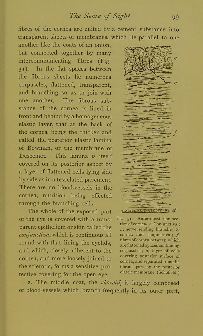 fibres of the cornea are united by a cement substance into transparent sheets or membranes, which he parallel to one another like the coats of an onion, but connected together by many intercommunicating fibres (Fig. 31). In the flat spaces between the fibrous sheets he numerous corpuscles, flattened, transparent, and branching so as to join with one another. The fibrous sub- stance of the cornea is lined in front and behind by a homogeneous elastic layer, that at the back of the cornea being the thicker and called the posterior elastic lamina of Bowman, or the membrane of Descemet. This lamina is itself covered on its posterior aspect by a layer of flattened cells lying side by side as in a tesselated pavement. There are no blood-vessels in the cornea, nutrition being effected through the branching cells. The whole of the exposed part of the eye is covered with a trans- parent epithelium or skin called the co7tjuncHva, which is continuous all round with that lining the eyelids, and which, closely adherent to the cornea, and more loosely joined to the sclerotic, forms a sensitive pro- tective covering for the open eye. 2. The middle coat, the choroid, is largely composed of blood-vessels which branch frequently in its outer part, Fig. 31.—Antero-posterior sec- tion of cornea. «, Conjunctiva; «, nerve sending branches to cornea and conjunctiva ; f, fibres of cornea between which are flattened spaces containing corpuscles; d, layer of cells covering posterior surface of cornea, and separated from the fibrous part by the posterior elastic membrane. (Schofield.)