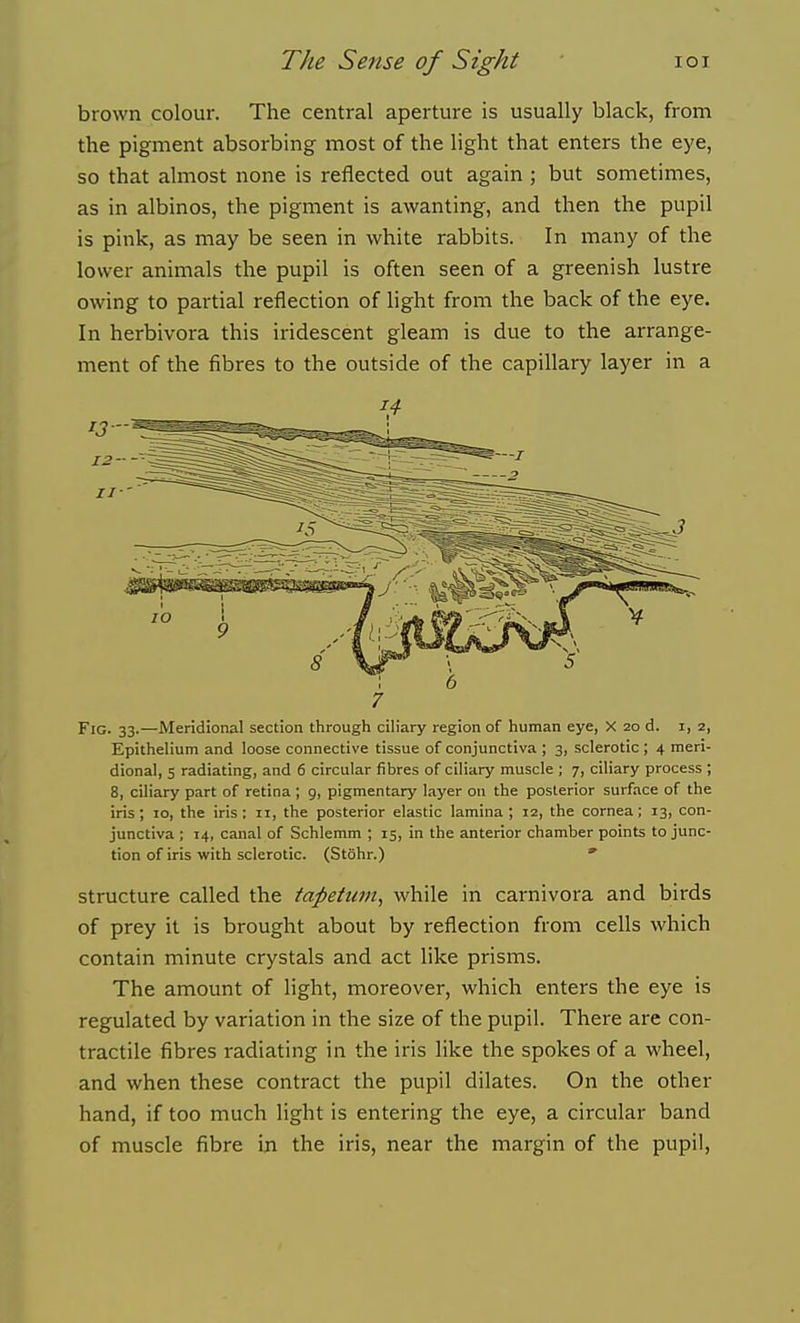 brown colour. The central aperture is usually black, from the pigment absorbing most of the light that enters the eye, so that almost none is reflected out again ; but sometimes, as in albinos, the pigment is awanting, and then the pupil is pink, as may be seen in white rabbits. In many of the lower animals the pupil is often seen of a greenish lustre owing to partial reflection of light from the back of the eye. In herbivora this iridescent gleam is due to the arrange- ment of the fibres to the outside of the capillary layer in a ; 6 7 Fig. 33.—Meridional section through ciliary region of human eye, X 20 d. i, 2, Epithelium and loose connective tissue of conjunctiva ; 3, sclerotic ; 4 meri- dional, 5 radiating, and 6 circular fibres of ciliary muscle ; 7, ciliary process ; 8, ciliary part of retina ; g, pigmentary layer on the posterior surface of the iris; 10, the iris: ii, the posterior elastic lamina; 12, the cornea; 13, con- junctiva ; 14, canal of Schlemm ; 15, in the anterior chamber points to junc- tion of iris with sclerotic. (Stohr.) ' Structure called the tapetian^ while in carnivora and birds of prey it is brought about by reflection from cells which contain minute crystals and act like prisms. The amount of light, moreover, which enters the eye is regulated by variation in the size of the pupil. There are con- tractile fibres radiating in the iris like the spokes of a wheel, and when these contract the pupil dilates. On the other hand, if too much light is entering the eye, a circular band of muscle fibre in the iris, near the margin of the pupil.