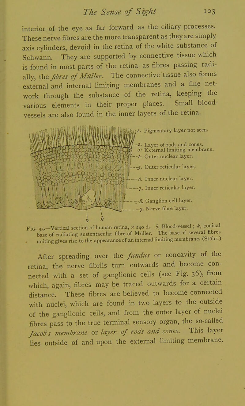 interior of the eye as far forward as the ciliary processes. These nerve fibres are the more transparent as they are simply axis cylinders, devoid in the retina of the white substance of Schwann. They are supported by connective tissue which is found in most parts of the retina as fibres passing radi- ally, the fibres of Mfiller. The connective tissue also forms external and internal limiting membranes and a fine net- work through the substance of the retina, keeping the various elements in their proper places. Small blood- vessels are also found in the inner layers of the retina. /. Pigmentary layer not seen. -2- Layer of rods and cones. 3- External limiting membrane. --4- Outer nuclear layer. ' W\ \ 1 \ ) Y' % 'V. /Wv -S- Outer reticular m^Wmm^-^. inner nuclear 1 layer. layer. —7. Inner reticular layer. - --<?. Ganglion cell layer. 9, Nerve fibre layer. Fio. 35._Vertical section of human retina, X 240 d. i, Blood-vessel ; k, conical base of radiating sustentacular fibre of MiiUer. The base of several fibres uniting gives rise to the appearance of an internal limiting membrane. (Stohr.) After spreading over the fwidus or concavity of the retina, the nerve fibrils turn outwards and become con- nected with a set of ganglionic cells (see Fig. 36), from which, again, fibres may be traced outwards for a certam distance. These fibres are believed to become connected with nuclei, which are found in two layers to the outside of the ganglionic cells, and from the outer layer of nuclei fibres pass to the true terminal sensory organ, the so-called Jacol/s membrane or layer of rods and cones. This layer lies outside of and upon the external Hmiting membrane.