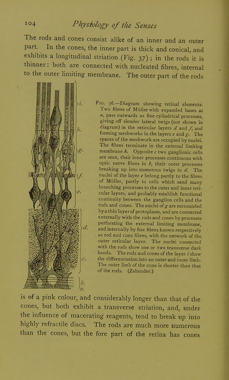 The rods and cones consist alike of an inner and an outer part. In the cones, the inner part is thick and conical, and exhibits a longitudinal striation (Fig. 37) ; in the rods it is thinner: both are connected with nucleated fibres, internal to the outer limiting membrane. The outer part of the rods is of a pink colour, and considerably longer than that of the cones, but both exhibit a transverse striation, and, under the influence of macerating reagents, tend to break up into highly refractile discs. The rods are much more numerous than the cones, but the fore part of the retina has cones Fig. 36.—Diagram showing retinal elements. Two fibres of Muller with expanded bases at a, pass outwards as fine cylindrical processes, giving off slender lateral twigs (not shown in diagram) in the reticular layers d and and forming meshworks in the layers e and g. The spaces of the meshwork are occupied by nuclei. The fibres terminate in the external limiting membrane h. Opposite c two ganglionic cells are seen, their inner processes continuous with optic nerve fibres in b, their outer processes breaking up into numerous twigs in d. The nuclei of the layer e belong partly to the fibres of Muller, partly to cells which send many branching processes to the outer and inner reti- cular layers, and probably establish functional continuity between the ganglion cells and the rods and cones. The nuclei of ^ are surrounded by a thin layer of protoplasm, and are connected externally with the rods and cones by processes perforating the external limiting membrane, and internally by fine fibres known respectively as rod and cone fibres, with the network of the outer reticular layer. The nuclei connected with the rods show one or two transverse dark bands. The rods and cones of the layer i show the differentiation into an outer and inner limb. The outer limb of the cone Ls shorter than that of the rods. (Zehender.)