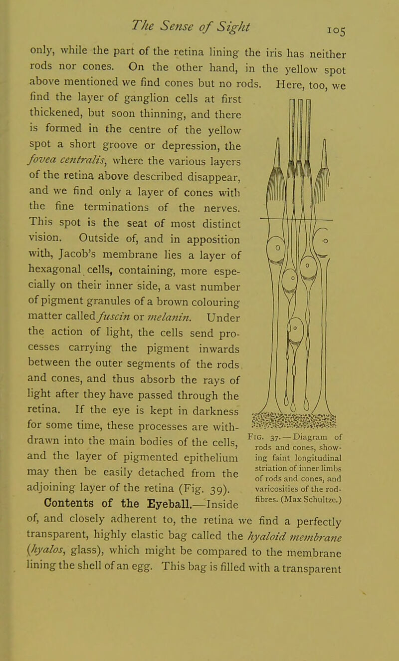 only, while the part of the retina lining the iris has neither rods nor cones. On the other hand, in the yellow spot above mentioned we find cones but no rods. Here, too, we find the layer of ganglion cells at first thickened, but soon thinning, and there is formed in the centre of the yellow spot a short groove or depression, the fovea centralis, where the various layers of the retina above described disappear, and we find only a layer of cones with the fine terminations of the nerves. This spot is the seat of most distinct vision. Outside of, and in apposition with, Jacob's membrane lies a layer of hexagonal cells, containing, more espe- cially on their inner side, a vast number of pigment granules of a brown colouring matter called ftiscin or melaiiin. Under the action of light, the cells send pro- cesses carrying the pigment inwards between the outer segments of the rods and cones, and thus absorb the rays of light after they have passed through the retina. If the eye is kept in darkness for some time, these processes are with- drawn into the main bodies of the cells, and the layer of pigmented epithelium may then be easily detached from the adjoining layer of the retina (Fig. 39). Contents of the Eyeball.—Inside of, and closely adherent to, the retina we find a perfectly transparent, highly elastic bag called the hyaloid membrane {hyalos, glass), which might be compared to the membrane lining the shell of an egg. This bag is filled with a transparent Fig. 37. — JDiagiam of rods and cones, show- ing faint longitudinal striation of inner limbs of rods and cones, and varicosities of the rod-