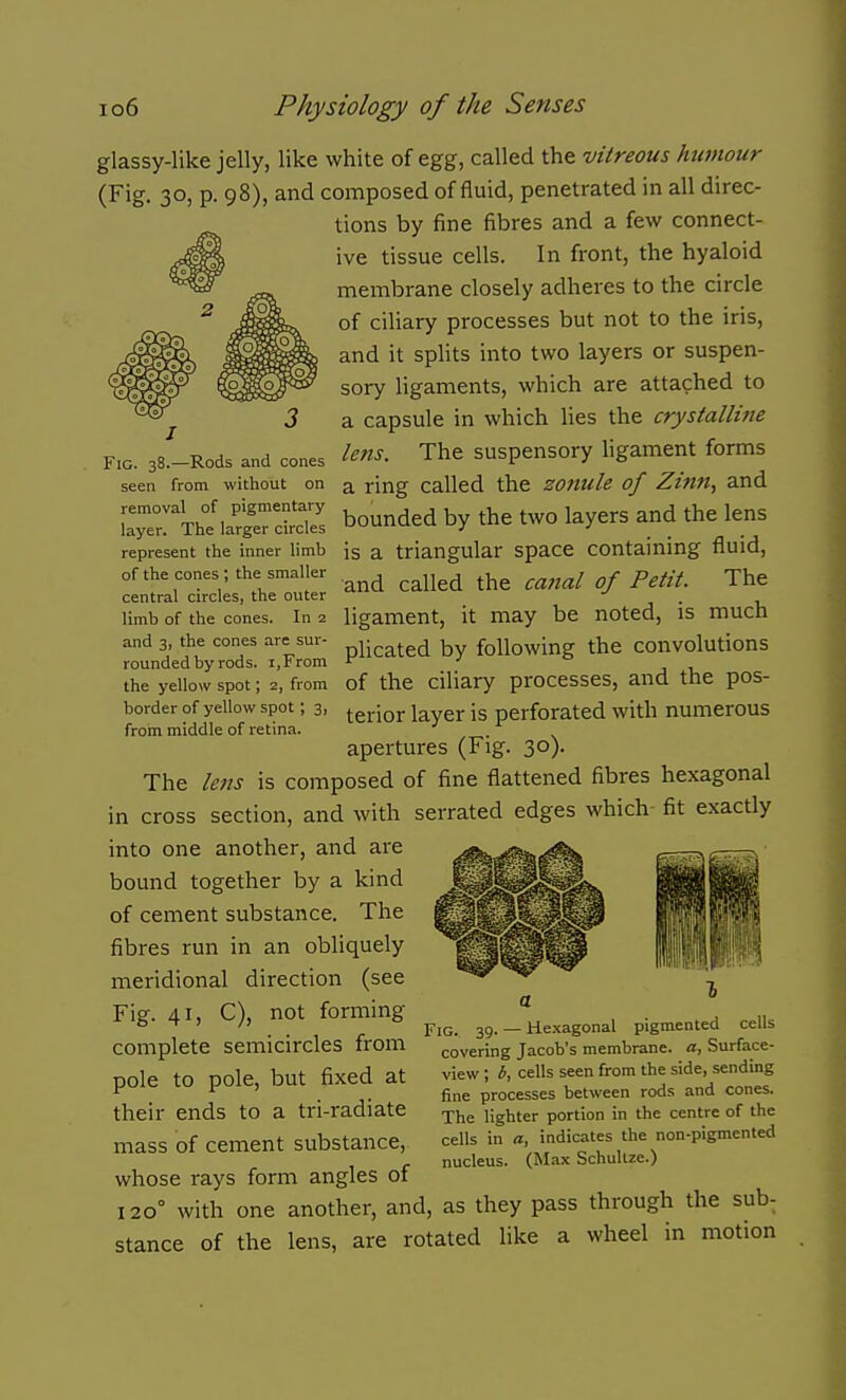 Fig. 38.—Rods and cones glassy-like jelly, like white of egg, called the vitreous humour (Fig. 30, p. 98), and composed of fluid, penetrated in all direc- tions by fine fibres and a few connect- ive tissue cells. In front, the hyaloid membrane closely adheres to the circle of ciliary processes but not to the iris, and it splits into two layers or suspen- sory ligaments, which are attached to a capsule in which lies the crystalline letis. The suspensory ligament forms seen from without on a ring Called the zonule of Zinn., and Th^^ircS bounded by the two layers and the lens represent the inner limb is a triangular space Containing fluid, of the cones ; the smaller ^ ^^^^^^ ^j- p^^-^^ ^he central circles, the outer  j • 1, limb of the cones. In 2 ligament, it may be noted, is much and 3, the cones are sur- Yic2i\.e^ by following the Convolutions rounded by rods, i.rrom >^ •'  j v the yellow spot; 2, from of the Ciliary processes, and the pos- border of yellow spot; 3, j-gj-jQj. layer is perforated with numerous from middle of retina. apertures (Fig. 30). The lens is composed of fine flattened fibres hexagonal in cross section, and with serrated edges which- fit exactly into one another, and are bound together by a kind of cement substance. The fibres run in an obliquely meridional direction (see Fig. 41, C), not forming complete semicircles from pole to pole, but fixed at their ends to a tri-radiate mass of cement substance, whose rays form angles of 120° with one another, and, as they pass through the sub- stance of the lens, are rotated like a wheel in motion Fig 3g. _ Hexagonal pigmented cells covering Jacob's membrane, a, Surface- view ; 6, cells seen from the side, sending fine processes between rods and cones. The lighter portion in the centre of the cells in a, indicates the non-pigmented nucleus. (Max Schullze.)