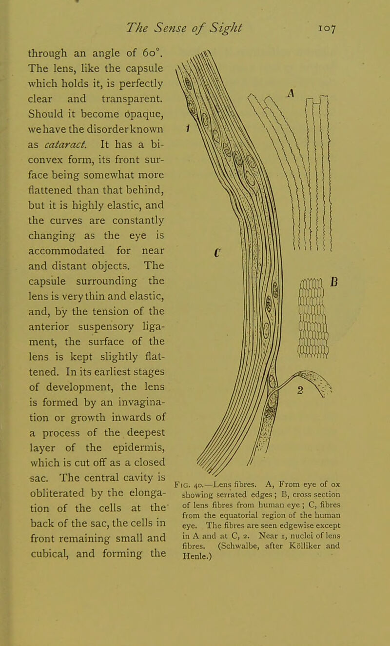 through an angle of 60°. The lens, like the capsule which holds it, is perfectly clear and transparent. Should it become bpaque, we have the disorder known as cataract. It has a bi- convex form, its front sur- face being somewhat more flattened than that behind, but it is highly elastic, and the curves are constantly changing as the eye is accommodated for near and distant objects. The capsule surrounding the lens is very thin and elastic, and, by the tension of the anterior suspensory liga- ment, the surface of the lens is kept slightly flat- tened. In its earliest stages of development, the lens is formed by an invagina- tion or growth inwards of a process of the deepest layer of the epidermis, which is cut off as a closed sac. The central cavity is obliterated by the elonga- tion of the cells at the back of the sac, the cells in front remaining small and cubical, and forming the Fic. 40.—Lens fibres. A, From eye of ox showing serrated edges ; B, cross section of lens fibres from human eye; C, fibres from the equatorial region of the human eye. The fibres are seen edgewise except in A and at C, 2. Near i, nuclei of lens fibres. (Schwalbe, after Kolliker and Henle.)