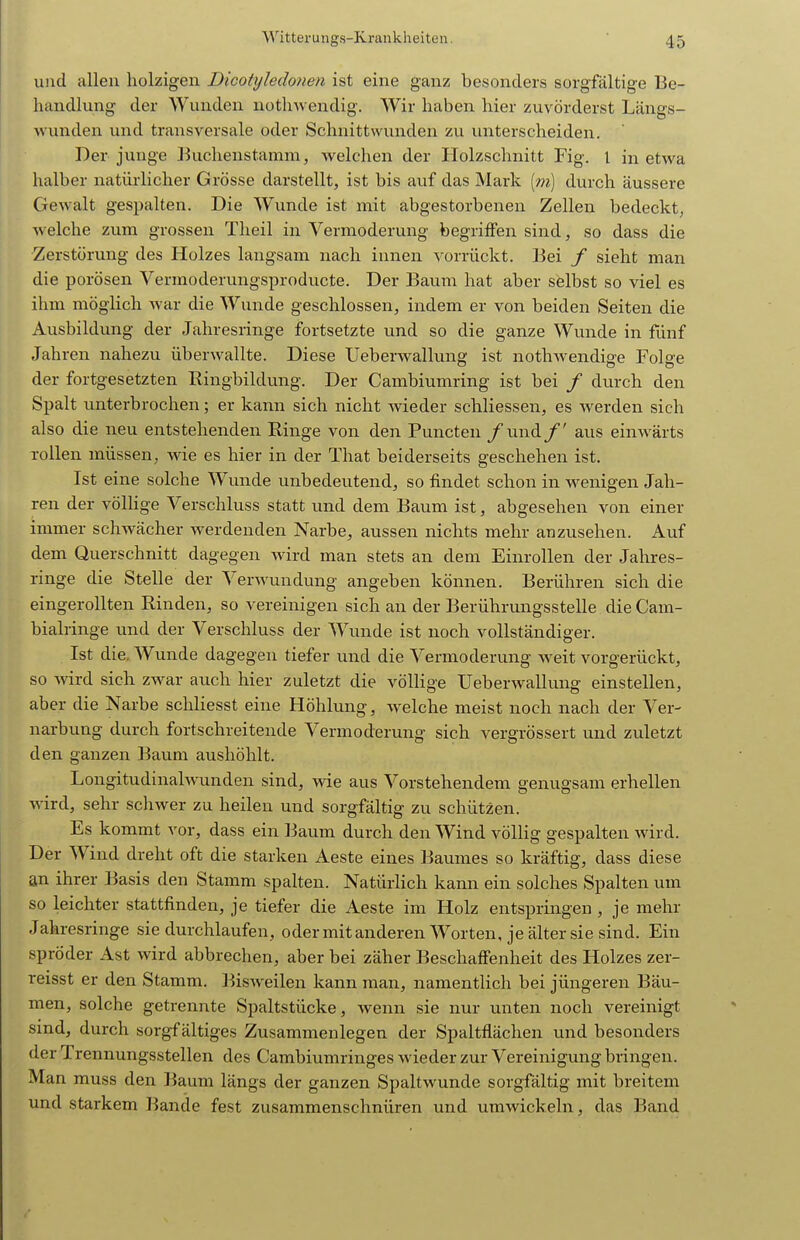 und allen holzigen Dicotyledonen ist eine ganz besonders sorgfältige Be- handlung der Wunden iiothwendig. Wir haben hier zuvörderst Längs- wunden und transversale oder Schnittwunden zu unterscheiden. Der junge Buchenstamm, welchen der Holzschnitt Fig. 1 in etwa halber natürlicher Grösse darstellt, ist bis auf das Mark (m) durch äussere Gewalt gespalten. Die Wunde ist mit abgestorbenen Zellen bedeckt, welche zum grossen Theil in Vermoderung begriiFen sind, so dass die Zerstörung des Holzes langsam nach innen vorrückt. Bei / sieht man die porösen Vermoderungsproducte. Der Baum hat aber selbst so viel es ihm möglich war die Wunde geschlossen, indem er von beiden Seiten die Ausbildung der Jahresringe fortsetzte und so die ganze Wunde in fünf Jahren nahezu überwallte. Diese Ueberwallung ist nothwendige Folge der fortgesetzten Ringbildung. Der Cambiumring ist bei / durch den Spalt unterbrochen; er kann sich nicht wieder schliessen, es werden sich also die neu entstehenden Ringe von den Puncten /und/' aus einwärts rollen müssen, wie es hier in der That beiderseits geschehen ist. Ist eine solche Wunde unbedeutend, so findet schon in wenigen Jah- ren der völlige Verschluss statt und dem Baum ist, abgesehen von einer immer schwächer werdenden Narbe, aussen nichts mehr anzusehen. Auf dem Querschnitt dagegen wird man stets an dem Einrollen der Jahres- ringe die Stelle der Verwundung angeben können. Berühren sich die eingerollten Rinden, so vereinigen sich an der Berührungsstelle die Cam- bialringe und der Verschluss der Wunde ist noch vollständiger. Ist die, Wunde dagegen tiefer und die Vermoderung weit vorgerückt, so Avird sich zwar auch hier zuletzt die völlige Ueberwallung einstellen, aber die Narbe schliesst eine Höhlung, welche meist noch nach der Ver- narbung durch fortschreitende Vermoderung sich vergrössert und zuletzt den ganzen Baum aushöhlt. Longitudinalwunden sind, wie aus Vorstehendem genugsam erhellen wird, sehr schwer zu heilen und sorgfältig zu schützen. Es kommt vor, dass ein Baum durch den Wind völlig gespalten wird. Der Wind dreht oft die starken Aeste eines Baumes so kräftig, dass diese an ihrer Basis den Stamm spalten. Natürlich kann ein solches Spalten um so leichter stattfinden, je tiefer die Aeste im Holz entspringen , je mehr Jahresringe sie durchlaufen, odermitanderen Worten, je älter sie sind. Ein spröder Ast wird abbrechen, aber bei zäher Beschaffenheit des Holzes zer- reisst er den Stamm. ]>isweilen kann man, namentlich bei jüngeren Bäu- men, solche getrennte Spaltstücke, wenn sie nur unten noch vereinigt sind, durch sorgfältiges Zusammenlegen der Spaltflächen und besonders der Trennungsstellen des Cambiumringes wieder zur Vereinigung bringen. Man muss den Baum längs der ganzen Spaltwunde sorgfältig mit breitem und starkem Bande fest zusammenschnüren und umwickeln, das Band