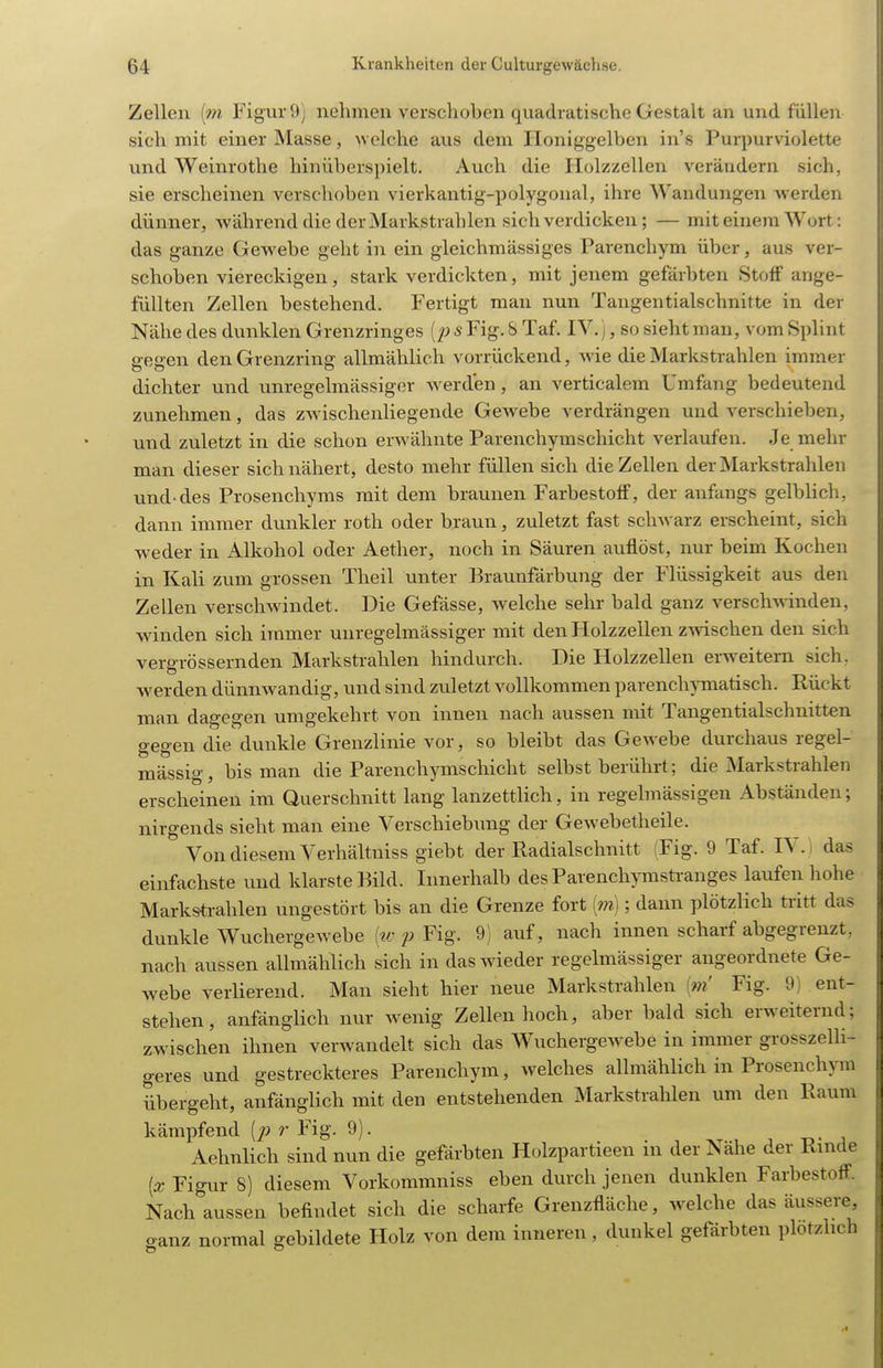 Zellen [m Figur 9) nehmen verschoben quadratische Gestalt an und füllen sich mit einer Masse, welche aus dem Honiggelben in's Purpurviolette und Weinrothe hin überspielt. Auch die Holzzellen veräadern sich, sie erscheinen verschoben vierkantig-polygonal, ihre Wandungen werden dünner, während die der Markstrahlen sich verdicken; — mit einem Wort: das ganze Gewebe geht in ein gleichmässiges Parenchym über, aus ver- schoben viereckigen, stark verdickten, mit jenem gefärbten Stoff ange- füllten Zellen bestehend. Fertigt man nun Tangentialschnitte in der Nähe des dunklen Grenzringes [j) s Fig. 8 Taf IV. ], so sieht man, vom Splint gegen den Grenzring allmählich vorrückend, wie die Markstrahlen immer dichter und unregelmässiger werden, an verticalem Umfang bedeutend zunehmen, das zM ischenliegende Gewebe verdrängen und verschieben, und zuletzt in die schon erwähnte Parenchymschicht verlaufen. Je mehr man dieser sich nähert, desto mehr füllen sich die Zellen der Markstrahlen und-des Prosenchyms mit dem braunen Farbestotf, der anfangs gelbHch, dann immer dunkler roth oder braun, zuletzt fast schwarz erscheint, sich weder in Alkohol oder Aether, noch in Säuren auflöst, nur beim Kochen in Kali zum grossen Theil unter Eraunfärbung der Flüssigkeit aus den Zellen verschwindet. Die Gefässe, welche sehr bald ganz verschwinden, winden sich immer unregelmässiger mit den Holzzellen zwischen den sich vergrössernden Markstrahlen hindurch. Die Holzzellen erweitern sich, werden dünnwandig, und sind zuletzt vollkommen parenchymatisch. Rückt man dagegen umgekehrt von innen nach aussen mit Tangentialschnitten gegen die dunkle Grenzlinie vor, so bleibt das Gewebe durchaus regel- mässig, bis man die Parenchymschicht selbst berührt; die Markstrahlen erscheinen im Querschnitt lang lanzettlich, in regehnässigen Abständen; nirgends sieht man eine Verschiebimg der Gewebetheile. Von diesem Verhältniss giebt der ßadialschnitt (Fig. 9 Taf IV. i das einfachste und klarste Bild. Innerhalb des Parenchymstranges laufen hohe Marksti-ahlen ungestört bis an die Grenze fort [m]; dann plötzlich tritt das dunkle Wuchergewebe [w p Fig. 9) auf, nach innen scharf abgegrenzt, nach aussen allmählich sich in das wieder regelmässiger angeordnete Ge- webe verlierend. Man sieht hier neue Markstrahlen [m Fig. 9) ent- stehen, anfänglich nur wenig Zellen hoch, aber bald sich erweiternd; zwischen ihnen verwandelt sich das Wuchergewebe in immer grosszelH- geres und gestreckteres Parenchym, welches allmählich in Prosenchym übergeht, anfänglich mit den entstehenden Markstrahlen um den Raum kämpfend [p r Fig. 9). Aehnlich sind nun die gefärbten Holzpartieen in der Nähe der Rmde Ix Figur 8) diesem Vorkommniss eben durch jenen dunklen Farbestoff. Nach aussen befindet sich die scharfe Grenzfläche, Avelche das äussere, ganz normal gebildete Holz von dem inneren , dunkel gefärbten plötzlich