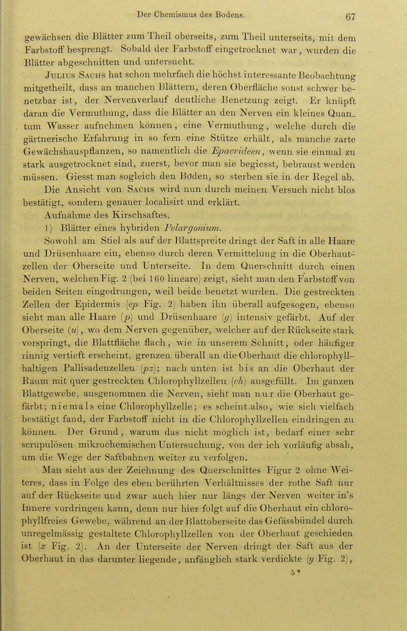 gewachsen die Blätter zum Theil oberseits, zum Theil unterseits, mit dem Farbstoff besprengt. Sobald der Farbstoff eingetrocknet war, wurden die Blätter abgeschnitten und untersucht. Julius Sachs hat schon mehrfach die höchst interessante Beobachtung mitgetheilt, dass an manchen Blättern, deren Oberfläche sonst schwer be- netzbar ist, der Nervenverlauf deutliche Benetzung zeigt. Er knüpft daran die Vermuthung, dass die Blätter an den Nerven ein kleines Quan- tum Wasser aufnehmen können, eine Vermuthung, welche durch die gärtnerische Erfahrung in so fern eine Stütze erhält, als manche zarte Gewächshauspflanzen, so namentlich die Epacrideen, wenn sie einmal zu stark ausgetrocknet sind, zuerst, bevor man sie begiesst, bebraust werden müssen. Giesst man sogleich den Böden, so sterben sie in der Regel ab. Die Ansicht von Sachs wird nun durch meinen Versuch nicht blos bestätigt, sondern genauer localisirt und erklärt. Aufnahme des Kirschsaftes. 1) Blätter eines hybriden Pelargonium. Sowohl am Stiel als auf der Blattspreite dringt der Saft in alle Haare und Drüsenhaare ein, ebenso durch deren Vermittelung in die Oberhaut- zellen der Oberseite und Unterseite. In dem Querschnitt durch einen Nerven, welchenFig. 2 (bei 160 lineare) zeigt, sieht man den Farbstoff von beiden Seiten eingedrungen, weil beide benetzt wurden. Die gestreckten Zellen der Epidermis [ep Fig. 2) haben ihn überall aufgesogen, ebenso sieht man alle Haare [p] und Drüsenhaare [g) intensiv gefärbt. Auf der Oberseite {u), wo dem Nerven gegenüber, Avelcher auf der Rückseite stark vorspringt, die Blattfläche flach, wie in unserem Schnitt, oder häufiger rinnig vertieft erscheint, grenzen überall an die Oberhaut die chlorophyll- haltigen Pallisadenzellen [pz); nach unten ist bis an die Oberhaut der Raum mit quer gestreckten Chlorophyllzellen [ch] ausgefüllt. Im ganzen Blattgewebe, ausgenommen die Nerven, sieht man nur die Oberhaut ge- färbt; niemals eine Chlorophyllzelle; es scheint.also, wie sich vielfach bestätigt fand, der Farbstoff nicht in die Chlorophyllzellen eindringen zu können. Der Grund, warum das nicht möglich ist, bedarf einer sehr scrupulösen mikrochemischen Untersuchung, von der ich vorläufig absah, um die Wege der Saftbahnen weiter zu verfolgen. Man sieht aus der Zeichnung des Querschnittes Figur 2 ohne Wei- teres, dass in Folge des eben berührten Verhältnisses der rothe Saft nur auf der Rückseite und zwar auch hier nur längs der Nerven weiter in's Innere vordringen kann, denn nur hier folgt auf die Oberhaut ein chloro- phyllfreies Gewebe, während an der Blattoberseite das Gefässbündel durch unregelmässig gestaltete Chlorophyllzellen von der Oberhaut geschieden ist [x Fig. 2). An der Unterseite der Nerven dringt der Saft aus der Oberhaut in das darunter liegende, anfänglich stark verdickte [y Fig. 2), 5*