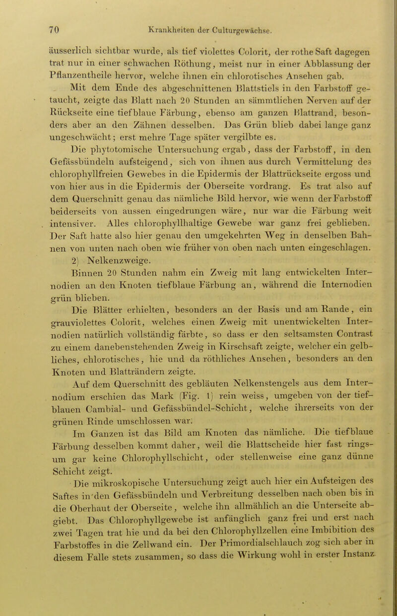 äusserlich sichtbar wurde, als tief violettes Colorit, der rothe Saft dagegen trat nur in eiiaer schwachen Röthung, meist nur in einer Abblassung der Pflanzentheile hervor, Avelche ihnen ein chlorotisches Ansehen gab. Mit dem Ende des abgeschnittenen Blattstiels in den Farbstoff ge- taucht, zeigte das ISlatt nach 20 Stunden an sämmtlichen Nerven auf der Rückseite eine tiefblaue Färbung, ebenso am ganzen l^lattrand, beson- ders aber an den Zähnen desselben. Das Grün blieb dabei lange ganz ungeschwächt; erst mehre Tage später vergilbte es. Die phytotomische Untersuchung ergab, dass der Farbstoff, in den Gefässbündeln aufsteigend, sich von ihnen aus durch Vermittelung des chlorophyllfreien Gewebes in die Epidermis der Blattrückseite ergoss und von hier aus in die Epidermis der Oberseite vordrang. Es trat also auf dem Querschnitt genau das nämliche Bild hervor, wie wenn der Farbstoff beiderseits von avissen eingedrungen wäre, nur war die Färbung weit intensiver. Alles chlorophyllhaltige Gewebe war ganz frei geblieben. Der Saft hatte also hier genau den umgekehrten Weg in denselben Bah- nen von unten nach oben wie früher von oben nach unten eingeschlagen. 2) Nelkenzweige. Binnen 20 Stunden nahm ein Zweig mit lang entwickelten Inter- nodien an den Knoten tiefblaue Färbung an, während die Internodien grün blieben. Die Blätter erhielten, besonders an der Basis und am Rande, ein grauviolettes Colorit, welches einen Zweig mit unentwickelten Inter- nodien natürlich vollständig färbte, so dass er den seltsamsten Contrast zu einem danebenstehenden Zweig in Kirschsaft zeigte, welcher ein gelb- liches, chlorotisches, hie vmd da röthliches Ansehen, besonders an den Knoten und Blatträndern zeigte. Auf dem Querschnitt des gebläuten Nelkenstengels aus dem Inter- nodium erschien das Mark (Fig. l) rein weiss, umgeben von der tief- blauen Cambial- und Gefässbündel-Schicht, welche ihrerseits von der grünen Rinde umschlossen war; Im Ganzen ist das Bild am Knoten das nämliche. Die tiefblaue Färbung desselben kommt daher, weil die Blattscheide hier fast rings- um gar keine Chlorophyllschicht, oder stellenweise eine ganz dünne Schicht zeigt. Die mikroskopische Untersuchung zeigt auch hier ein Aufsteigen des Saftes in'den Gefässbündeln und Verbreitung desselben nach oben bis in die Oberhaut der Oberseite, welche ihn allmähhch an die Unterseite ab- giebt. Das Chlorophyllgewebe ist anfänglich ganz frei und erst nach zwei Tagen trat hie und da bei den Chlorophyllzellen eine Imbibition des FarbstofiPes in die Zellwand ein. Der Primordialschlauch zog sich aber in diesem Falle stets zusammen, so dass die Wirkung wohl in erster Instanz