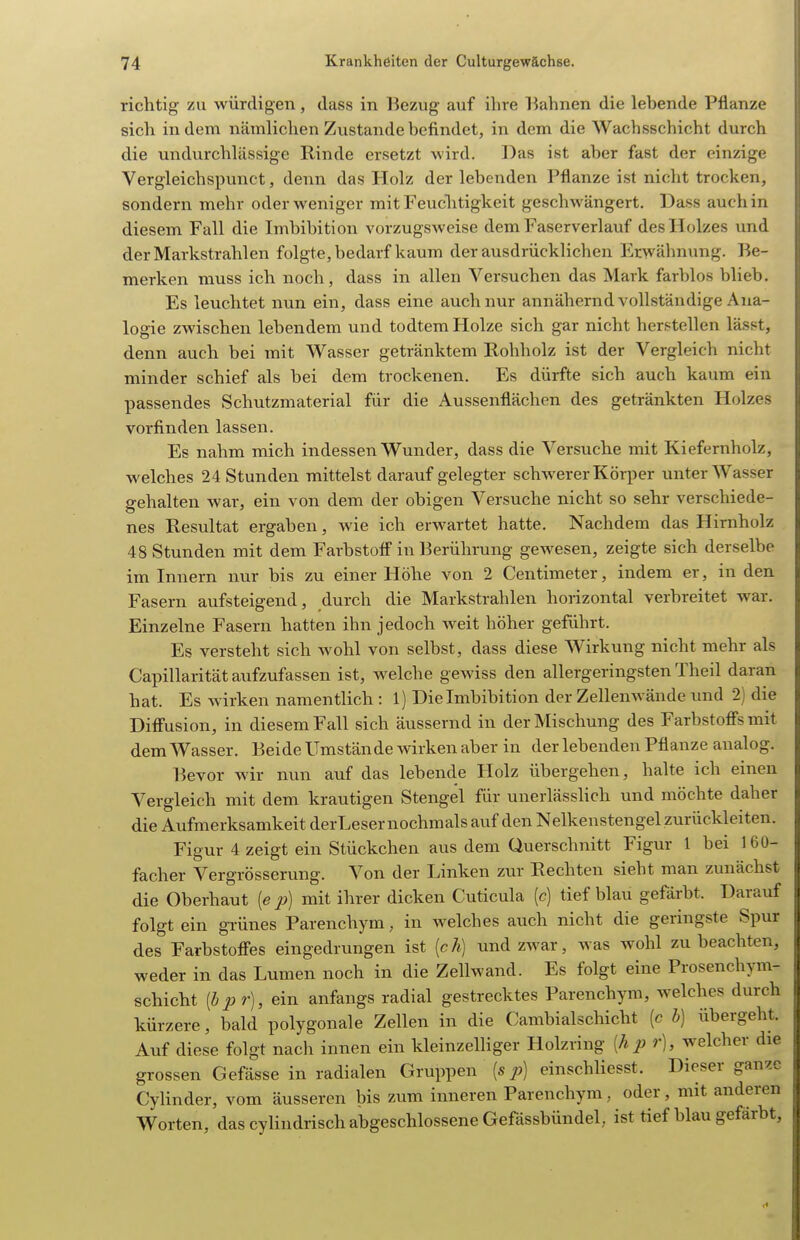 richtig zu würdigen, dass in Bezug auf ihre Bahnen die lebende Pflanze sich in dem nämlichen Zustande befindet, in dem die Wachsschicht durch die undurchlässige Kinde ersetzt wird. Das ist aber fast der einzige Vergleichspunct, denn das Holz der lebenden Pflanze ist nicht trocken, sondern mehr oder weniger mit Feuchtigkeit geschwängert. Dass auch in diesem Fall die Imbibition vorzugsweise dem Faserverlauf des Holzes und der Markstrahlen folgte, bedarf kaum der ausdrücklichen Erwähnung. Be- merken muss ich noch, dass in allen Versuchen das Mark farblos blieb. Es leuchtet nun ein, dass eine auch nur annähernd vollständige Ana- logie zwischen lebendem und todtem Holze sich gar nicht herstellen lässt, denn auch bei mit Wasser getränktem Rohholz ist der Vergleich nicht minder schief als bei dem trockenen. Es dürfte sich auch kaum ein passendes Schutzmaterial für die Aussenflächen des getränkten Holzes vorfinden lassen. Es nahm mich indessen Wunder, dass die Versuche mit Kiefernholz, welches 24 Stunden mittelst darauf gelegter schwerer Körper unter Wasser gehalten war, ein von dem der obigen Versuche nicht so sehr verschiede- nes Resultat ergaben, wie ich erwartet hatte. Nachdem das Hirnholz 48 Stunden mit dem Farbstoif in Berührung gewesen, zeigte sich derselbe im Innern nur bis zu einer Höhe von 2 Centimeter, indem er, in den Fasern aufsteigend, durch die Markstrahlen horizontal verbreitet war. Einzelne Fasern hatten ihn jedoch weit höher geführt. Es versteht sich wohl von selbst, dass diese Wirkung nicht mehr als Capillarität aufzufassen ist, welche gewiss den allergeringsten Theil daran hat. Es wirken namentlich : 1) Die Imbibition der Zellenwände imd 2) die Diffusion, in diesem Fall sich äussernd in der Mischung des Farbstoffs mit dem Wasser. Beide Umstände wirken aber in der lebenden Pflanze analog. Bevor wir nun auf das lebende Holz übergehen, halte ich einen Vergleich mit dem krautigen Stengel für unerlässlich und möchte daher die Aufmerksamkeit derLeser nochmals auf den Nelkenstengel zurückleiten. Figur 4 zeigt ein Stückchen aus dem Querschnitt Figur 1 bei 1 60- facher Vergrösserung. Von der Linken zur Rechten sieht man zunächst die Oberhaut [e ]i) mit ihrer dicken Cuticula [c] tief blau gefärbt. Darauf folgt ein gi-ünes Parenchym, in welches auch nicht die geringste Spur des Farbstoffes eingedrungen ist [cli) und zwar, was wohl zu beachten, weder in das Lumen noch in die Zellwand. Es folgt eine Prosenchym- schicht (öjor), ein anfangs radial gestrecktes Parenchym, welches durch kürzere, bald polygonale Zellen in die Cambialschicht (c h] übergeht. Auf diese folgt nacla innen ein kleinzelliger Holzring [h p r), welcher die grossen Gefässe in radialen Gruppen {s p) einschliesst. Dieser ganze Cylinder, vom äusseren bis zum inneren Parenchym, oder, mit anderen Worten, das cyHndrisch abgeschlossene Gefässbündel, ist tief blau gefärbt.