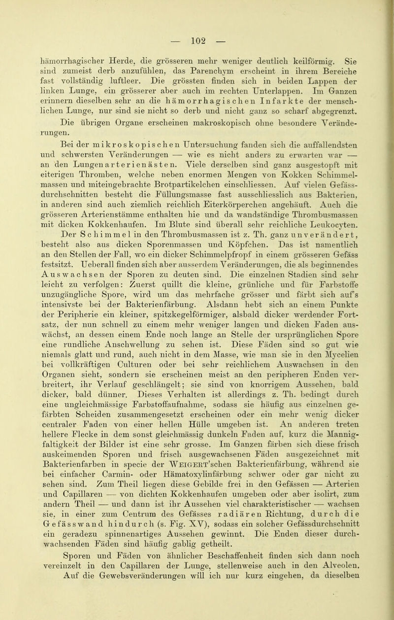 hämorrhagischer Herde, die grösseren mehr weniger deutlich keilförmig. Sie sind zumeist derb anzufühlen, das Parenchym erscheint in ihrem Bereiche fast vollständig luftleer. Die grössten finden sich in beiden Lappen der linken Lunge, ein grösserer aber auch im rechten TJnterlappen. Im (ranzen erinnern dieselben sehr an die hämorrhagischen Infarkte der mensch- lichen Lunge, nur sind sie nicht so derb und nicht ganz so scharf abgegrenzt. Die übrigen Organe erscheinen makroskopisch ohne besondere Verände- rungen. Bei der mikroskopischen Untersuchung fanden sich die auffallendsten und schwersten Veränderungen —• wie es nicht anders zu erwarten war — an den Lungenarterienästen. Viele derselben sind ganz ausgestopft mit eiterigen Thromben, welche neben enormen Mengen von Kokken Schimmel- massen und miteingebrachte Brotpartikelchen einschliessen. Auf vielen Gefäss- durchschnitten besteht die Füllungsmasse fast ausschliesslich aus Bakterien, in anderen sind auch ziemlich reichlich Eiterkörperchen angehäuft. Auch die grösseren Arterienstämme enthalten hie und da wandständige Thrombusmassen mit dicken Kokkenhaufen. Im Blute sind überall sehr reichliche Leukocyten. Der Schimmel in den Thrombusmassen ist z. Th. ganz unverändert, besteht also aus dicken Sporenmassen und Köpfchen. Das ist namentlich an den Stellen der Fall, wo ein dicker Schimmelpfropf in einem grösseren Gefäss festsitzt. Ueberall finden sich aber ausserdem Veränderungen, die als beginnendes Auswachsen der Sporen zu deuten sind. Die einzelnen Stadien sind sehr leicht zu verfolgen: Zuerst quillt die kleine, grünliche und für Farbstoffe unzugängliche Spore, wird um das mehrfache grösser und färbt sich aufs intensivste bei der Bakterienfärbung. Alsdann hebt sich an einem Punkte der Peripherie ein kleiner, spitzkegelförmiger, alsbald dicker werdender Fort- satz, der nun schnell zu einem mehr weniger langen und dicken Faden aus- wächst, an dessen einem Ende noch lange an Stelle der ursprünglichen Spore eine rundliche Anschwellung zu sehen ist. Diese Fäden sind so gut wie niemals glatt und rund, auch nicht in dem Masse, wie man sie in den Mycelien bei vollkräftigen Culturen oder bei sehr reichlichem Auswachsen in den Organen sieht, sondern sie erscheinen meist an den peripheren Enden ver- breitert, ihr Verlauf geschlängelt; sie sind von knorrigem Aussehen, bald dicker, bald dünner. Dieses Verhalten ist allerdings z. Th. bedingt durch eine ungleichmässige Farbstoffaufnahme, sodass sie häufig aus einzelnen ge- färbten Scheiden zusammengesetzt erscheinen oder ein mehr wenig dicker centraler Faden von einer hellen Hülle umgeben ist. An anderen treten hellere Flecke in dem sonst gleichmässig dunkeln Faden auf, kurz die Mannig- faltigkeit der Bilder ist eine sehr grosse. Im Ganzen färben sich diese frisch auskeimenden Sporen und frisch ausgewachsenen Fäden ausgezeichnet mit Bakterienfarben in specie der WElGrERT'scken Bakterienfärbung, während sie bei einfacher Carmin- oder Hämatoxylinfärbung schwer oder gar nicht zu sehen sind. Zum Theil liegen diese Gebilde frei in den Gefässen — Arterien und Capillaren — von dichten Kokkenhaufen umgeben oder aber isolirt, zum andern Theil — und dann ist ihr Aussehen viel charakteristischer — wachsen sie, in einer zum Centrum des Gefässes radiären Bichtung, durch die Gefäss wand hindurch (s. Fig. XV), sodass ein solcher Gefässdurchsclmitt ein geradezu spinnenartiges Aussehen gewinnt. Die Enden dieser durch- wachsenden Fäden sind häufig gabiig getheilt. Sporen und Fäden von ähnlicher Beschaffenheit finden sich dann noch vereinzelt in den Capillaren der Lunge, stellenweise auch in den Alveolen. Auf die Gewebsveränderungen will ich nur kurz eingehen, da dieselben