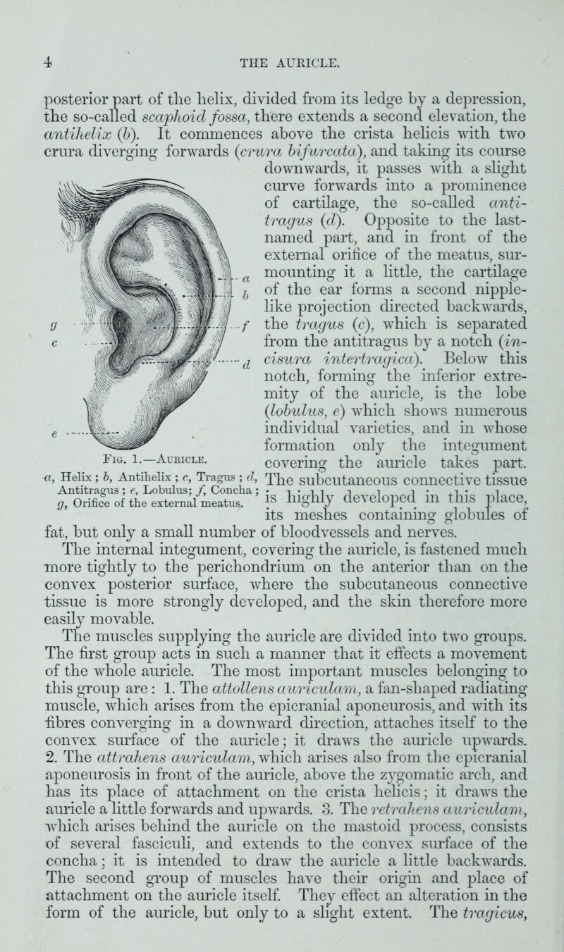 Fig. 1.—Auricle. a, Helix; b, Antihelix ; c, Tragus ; cl Antitragus ; e, Lobulus; f, Concha 9 posterior part of tlie helix, divided from its ledge by a depression, the so-called scaphoid fossa, there extends a second elevation, the antihelix (b). It commences above the crista helicis with two crura diverging forwards (crura bifurcata), and taking its course downwards, it passes with a slight curve forwards into a prominence of cartilage, the so-called anti- tragus (c?). Opposite to the last- named part, and in front of the external orifice of the meatus, sur- mounting it a little, the cartilage of the ear forms a second nipple- like projection directed backwards, the tragus (c), which is separated from the antitragus by a notch (in- cisura intertragica). Below this notch, forming the inferior extre- mity of the auricle, is the lobe (lobulus, e) which shows numerous individual varieties, and in whose formation only the integument covering the auricle takes part. The subcutaneous connective tissue is highly developed in this place, its meshes containing globules of fat, but only a small number of bloodvessels and nerves. The internal integument, covering the auricle, is fastened much more tightly to the perichondrium on the anterior than on the convex posterior surface, where the subcutaneous connective tissue is more strongly developed, and the skin therefore more easily movable. The muscles supplying the auricle are divided into two groups. The first group acts in such a manner that it effects a movement of the whole auricle. The most important muscles belonging to this group are : 1. The attollens auriculam, a fan-shaped radiating muscle, which arises from the epicranial aponeurosis, and with its fibres converging in a downward direction, attaches itself to the convex surface of the amide; it draws the auricle upwards. 2. The attrahens auriculam, which arises also from the epicranial aponeurosis in front of the auricle, above the zygomatic arch, and has its place of attachment on the crista helicis; it draws the auricle a little forwards and upwards. 3. The retrahens auricidam, which arises behind the auricle on the mastoid process, consists of several fasciculi, and extends to the convex surface of the concha; it is intended to draw the auricle a little backwards. The second group of muscles have their origin and place of attachment on the auricle itself. They effect an alteration in the form of the auricle, but only to a slight extent. The tragicus, Orifice of the external meatus.