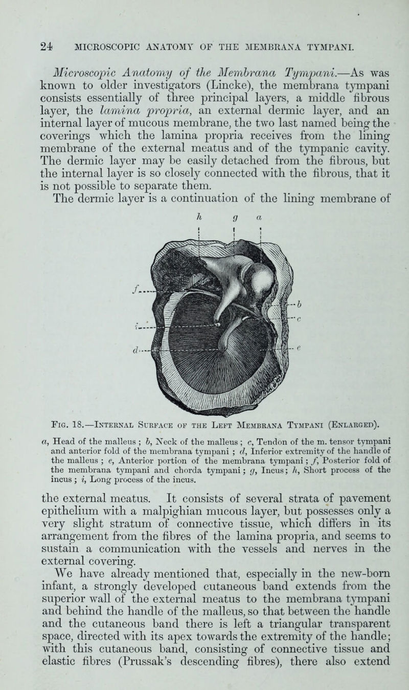 Microscopic Anatomy of the Membrana Tympani.—As was known to older investigators (Lincke), the membrana tympani consists essentially of three principal layers, a middle fibrous layer, the lamina propria, an external dermic layer, and an internal layer of mucous membrane, the two last named being the coverings which the lamina propria receives from the lining membrane of the external meatus and of the tympanic cavity. The dermic layer may be easily detached from the fibrous, but the internal layer is so closely connected with the fibrous, that it is not possible to separate them. The dermic layer is a continuation of the lining membrane of h g a d- Fig. 18.—Internal Surface of the Left Membrana Tympani (Enlarged). a, Head of the malleus ; b, Neck of the malleus ; c. Tendon of the m. tensor tympani and anterior fold of the membrana tympani ; d, Inferior extremity of the handle of the malleus ; e, Anterior portion of the membrana tympani; /, Posterior fold of the membrana tympani and chorda tympani; g, Incus; h, Short process of the incus ; i, Long process of the incus. the external meatus. It consists of several strata of pavement epithelium with a malpighian mucous layer, but possesses only a very slight stratum of connective tissue, which differs in its arrangement from the fibres of the lamina propria, and seems to sustain a communication with the vessels and nerves in the external covering. We have already mentioned that, especially in the new-born infant, a strongly developed cutaneous band extends from the superior wall of the external meatus to the membrana tympani and behind the handle of the malleus, so that between the handle and the cutaneous band there is left a triangular transparent space, directed with its apex towards the extremity of the handle; with this cutaneous band, consisting of connective tissue and elastic fibres (Prussak’s descending fibres), there also extend