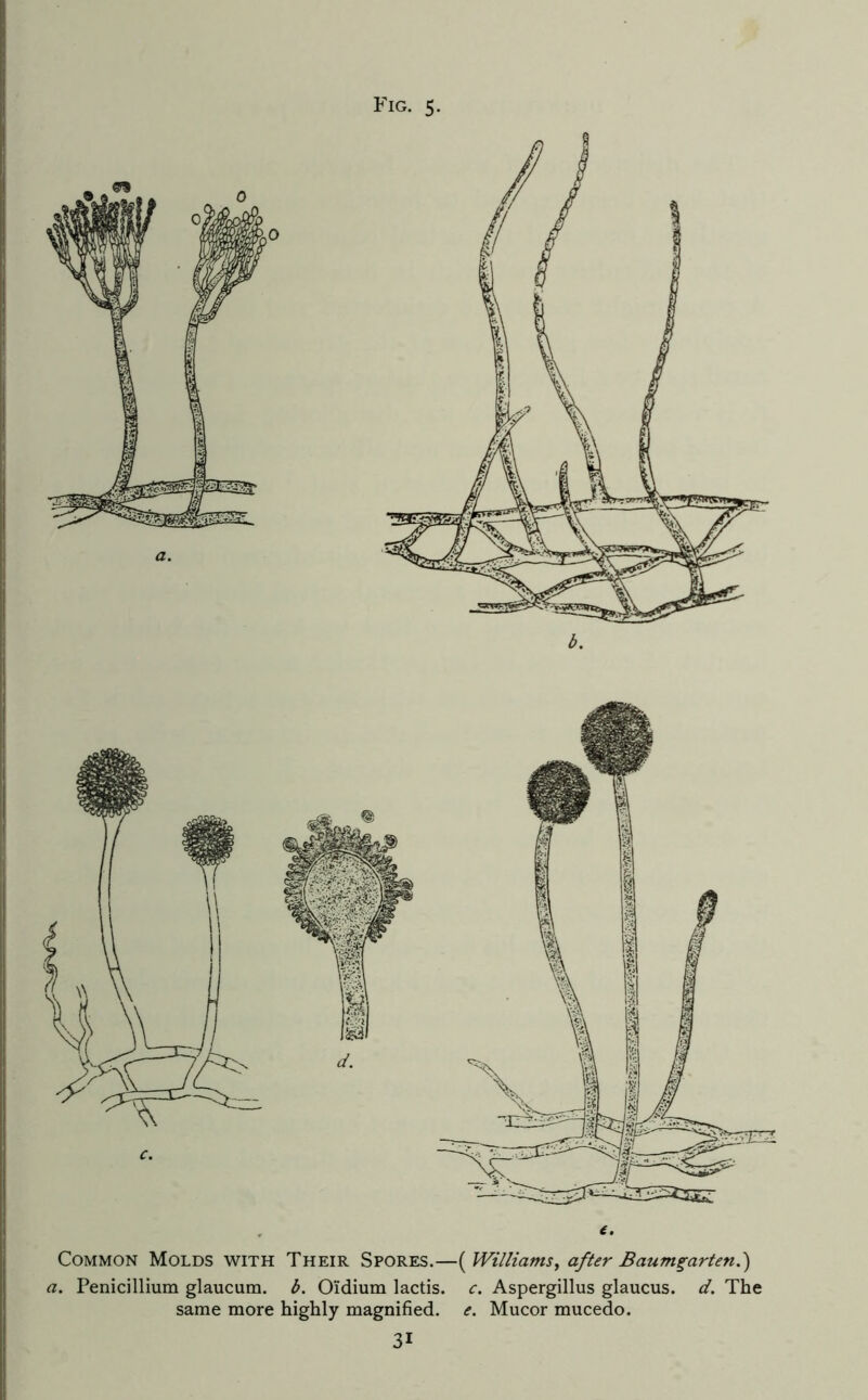 Fig. 5. Common Molds with Their Spores.—( Williams^ after Baum^arten.) a. Penicillium glaucum. b. Oidium lactis. c. Aspergillus glaucus. d. The same more highly magnified, e. Mucor mucedo.