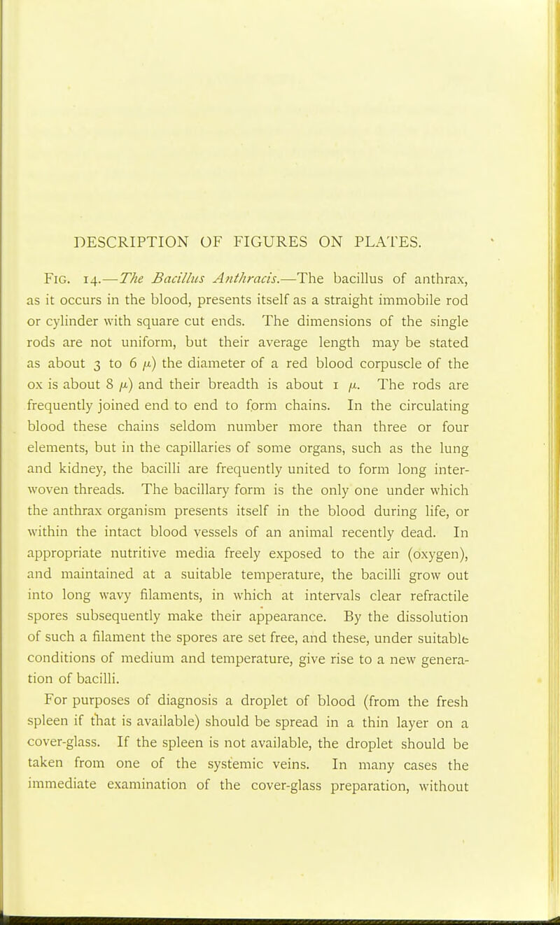 DESCRIPTION OF FIGURES ON PLATES. Fig. 14.—The Bacillus Anthracis.—The bacillus of anthrax, as it occurs in the blood, presents itself as a straight immobile rod or cylinder with square cut ends. The dimensions of the single rods are not uniform, but their average length may be stated as about 3 to 6 /x) the diameter of a red blood corpuscle of the ox is about 8 /i) and their breadth is about i /x. The rods are frequently joined end to end to form chains. In the circulating blood these chains seldom number more than three or four elements, but in the capillaries of some organs, such as the lung and kidney, the bacilli are frequently united to form long inter- woven threads. The bacillary form is the only one under which the anthrax organism presents itself in the blood during life, or within the intact blood vessels of an animal recently dead. In appropriate nutritive media freely exposed to the air (oxygen), and maintained at a suitable temperature, the bacilli grow out into long wavy filaments, in which at intervals clear refractile spores subsequently make their appearance. By the dissolution of such a filament the spores are set free, and these, under suitable conditions of medium and temperature, give rise to a new genera- tion of bacilli. For purposes of diagnosis a droplet of blood (from the fresh spleen if tliat is available) should be spread in a thin layer on a cover-glass. If the spleen is not available, the droplet should be taken from one of the systemic veins. In many cases the immediate examination of the cover-glass preparation, without