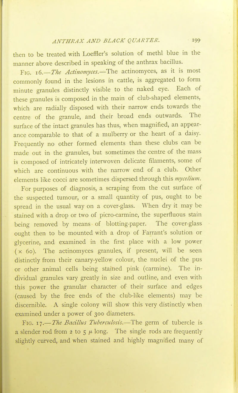 then to be treated with Loeffler's solution of methl blue in the manner above described in speaking of the anthrax bacillus. Fig. 16.—TAe Actinomyces.—The actinomyces, as it is most commonly found in the lesions in cattle, is aggregated to form minute granules distinctly visible to the naked eye. Each of these granules is composed in the main of club-shaped elements, which are radially disposed with their narrow ends towards the centre of the granule, and their broad ends outwards. The surface of the intact granules has thus, when magnified, an appear- ance comparable to that of a mulberry or the heart of a daisy. Frequently no other formed elements than these clubs can be made out in the granules, but sometimes the centre of the mass is composed of intricately interwoven delicate filaments, some of which are continuous with the narrow end of a club. Other elements like cocci are sometimes dispersed through this mycelium. For purposes of diagnosis, a scraping from the cut surface of the suspected tumour, or a small quantity of pus, ought to be spread in the usual way on a cover-glass. When dry it may be stained with a drop or two of picro-carmine, the superfluous stain being removed by means of blotting-paper. The cover-glass ought then to be mounted with a drop of Farrant's solution or glycerine, and examined in the first place with a low power (X 60). The actinomyces granules, if present, will be seen distinctly from their canary-yellow colour, the nuclei of the pus or other animal cells being stained pink (carmine). The in- dividual granules vary greatly in size and outline, and even with this power the granular character of their surface and edges (caused by the free ends of the club-like elements) may be discernible. A single colony will show this very distinctly when examined under a power of 300 diameters. Fig. 17.—The Bacillus Tuberculosis.—The germ of tubercle is a slender rod from 2 to 5 long. The single rods are frequently slightly curved, and when stained and highly magnified many of