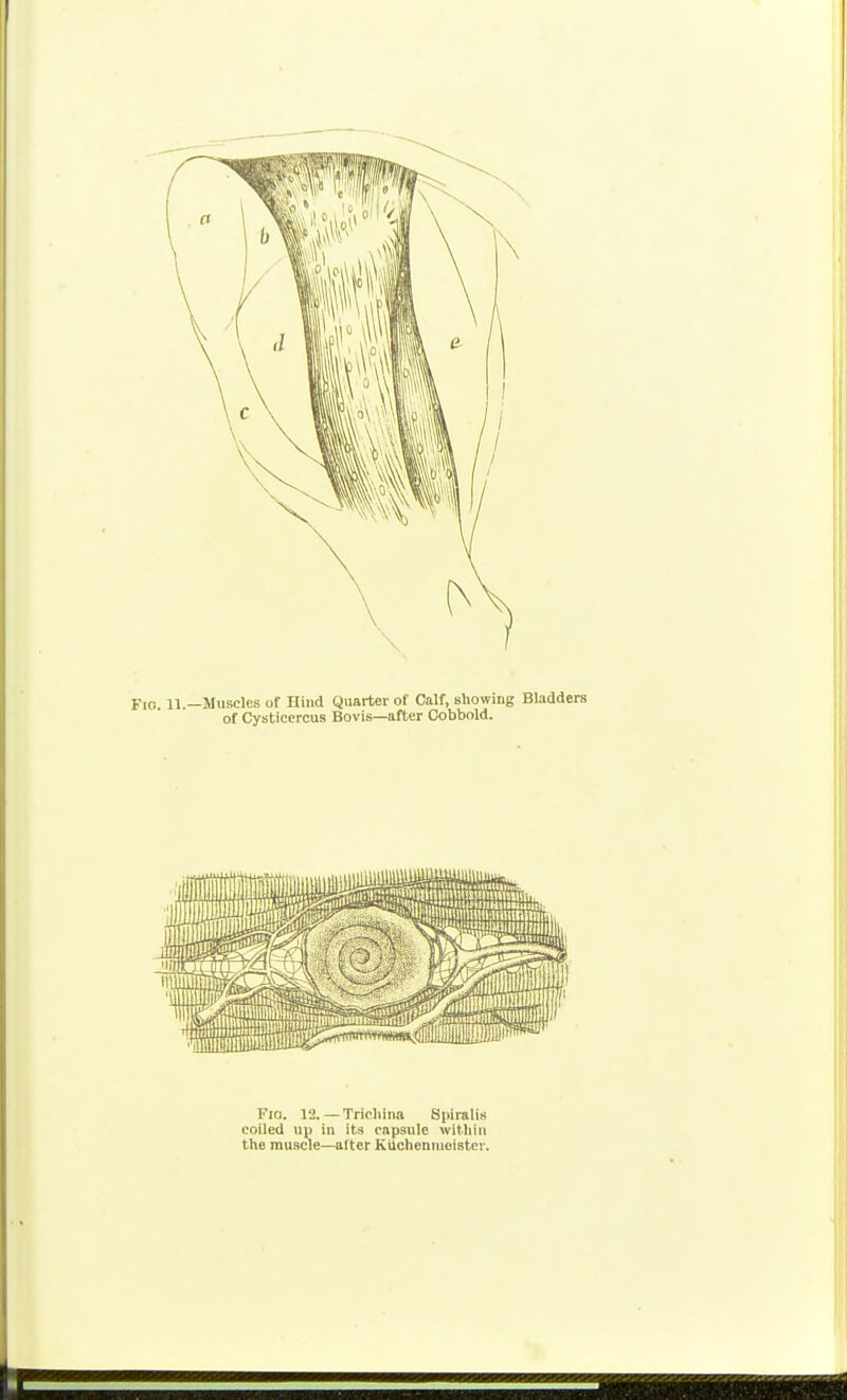 Fio. 12.— Trichina Spiralis coiled uj) in its cnpsule within the mu8cle—alter KUchenmoister.