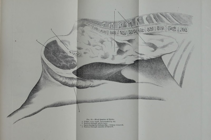 <(. Section throuRli muscles of liauiipli.