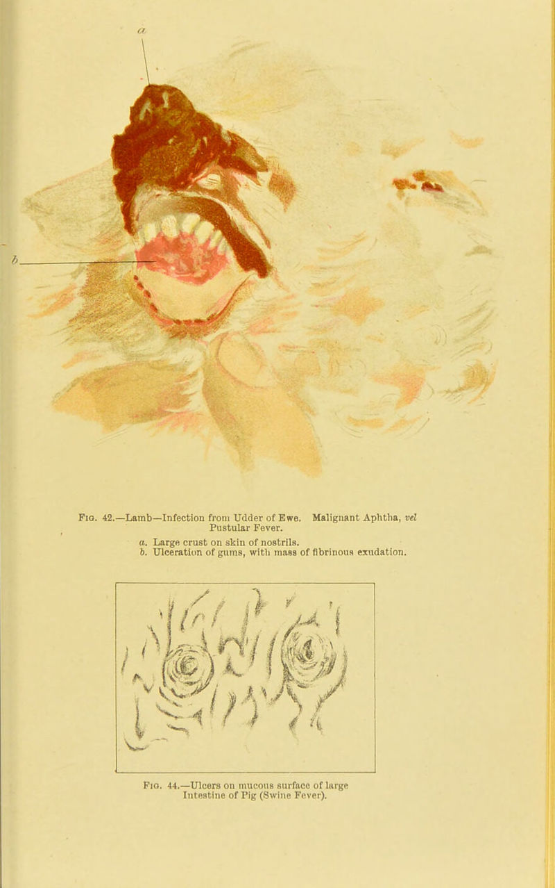 Fio. 42.—Lamb—Infection from Udder of Ewe. Malignant Aphtha, vel Pustular Fever. o. Large crust on skin of nostrils. 6. Ulceration of gums, with mass of fibrinous exudation. Fio. 44.—Ulcers on mucous surface of large Intestine of Pig (Swine Fever).