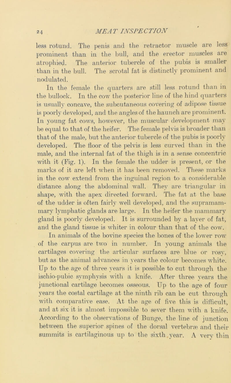 less rotund. The penis and the retractor muscle are less prominent than in the bull, and the erector muscles are atrophied. The anterior tubercle of the pubis is smaller than in the bull. The scrotal fat is distinctly prominent and nodulated. In the female the quarters are still less rotund than in the bullock. In the cow the posterior line of the hind quarters is usually concave, the subcutaneous covering of adipose tissue is poorly developed, and the angles of the haunch are prominent. In young fat cows, however, the muscular development may be equal to that of the heifer. The female pelvis is broader than that of the male, but the anterior tubercle of the pubis is poorly developed. The floor of the pelvis is less curved than in the male, and the internal fat of the thigh is in a sense concentric with it (Fig. 1). In the female the udder is present, or the marks of it are left when it has been removed. These marks in the cow extend from the inguinal region to a considerable distance along the abdominal wall. They are triangular in shape, with the apex directed forward. The fat at the base of the udder is often fairly well developed, and the supramam- mary lymphatic glands are large. In the heifer the mammary gland is poorly developed. It is surrounded by a layer of fat, and the gland tissue is whiter in colour than that of the cow. In animals of the bovine species the bones of the lower row of the carpus are two in number. In young animals the cartilages covering the articular surfaces are blue or rosy, but as the animal advances in years the colour becomes white. Up to the age of three years it is possible to cut through the ischio-pubic symphysis with a knife. After three years the junctional cartilage becomes osseous. Up to the age of four years the costal cartilage at the ninth rib can be cut through with comparative ease. At the age of five this is difficult, and at six it is almost impossible to sever them with a knife. According to the observations of Bunge, the line of junction between the superior spines of the dorsal vertebrae and their summits is cartilaginous up to the sixth year. A verv thin