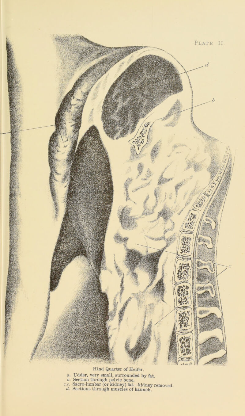 Plate II Hind Quarter of Heifer, a. Udder, very small, surrounded by fat. b. Section through pelvic bone. c.c. Sacro-lumbar (or kidney) fat—kidney removed d. Sections through muscles of haunch.