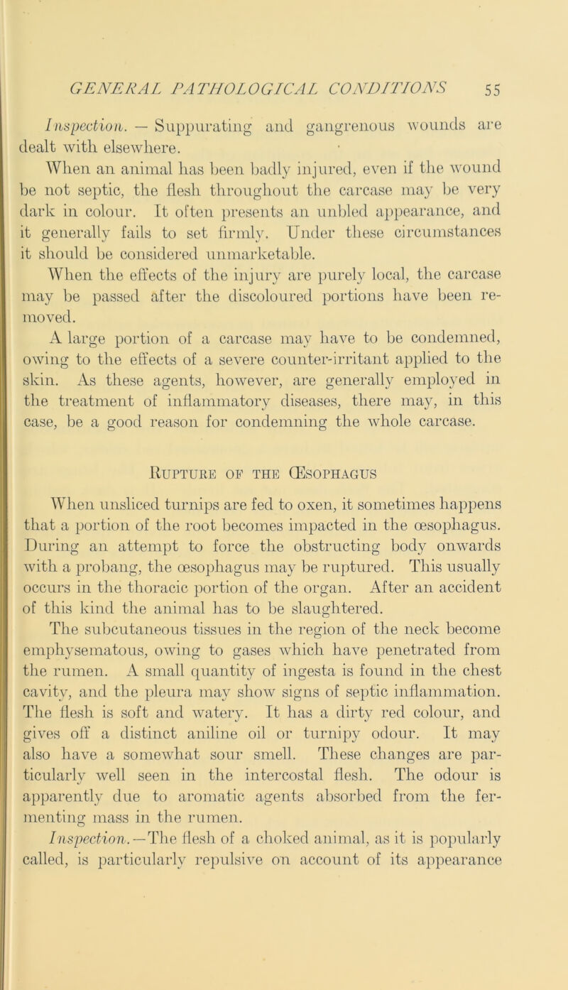Inspection. — Suppurating and gangrenous wounds are dealt with elsewhere. When an animal has been badly injured, even if the wound be not septic, the flesh throughout the carcase may be very dark in colour. It often presents an unbled appearance, and it generally fails to set firmly. Under these circumstances it should be considered unmarketable. When the effects of the injury are purely local, the carcase may be passed after the discoloured portions have been re- moved. A large portion of a carcase may have to be condemned, owing to the effects of a severe counter-irritant applied to the skin. As these agents, however, are generally employed in the treatment of inflammatory diseases, there may, in this case, be a good reason for condemning the whole carcase. Rupture of the (Esophagus When unsliced turnips are fed to oxen, it sometimes happens that a portion of the root becomes impacted in the oesophagus. During an attempt to force the obstructing body onwards with a probang, the oesophagus may be ruptured. This usually occurs in the thoracic portion of the organ. After an accident of this kind the animal has to be slaughtered. The subcutaneous tissues in the region of the neck become emphysematous, owing to gases which have penetrated from the rumen. A small quantity of ingesta is found in the chest cavity, and the pleura may show signs of septic inflammation. The flesh is soft and watery. It has a dirty red colour, and gives off a distinct aniline oil or turnipy odour. It may also have a somewhat sour smell. These changes are par- ticularly well seen in the intercostal flesh. The odour is apparently due to aromatic agents absorbed from the fer- menting mass in the rumen. Inspection. — The flesh of a choked animal, as it is popularly called, is particularly repulsive on account of its appearance
