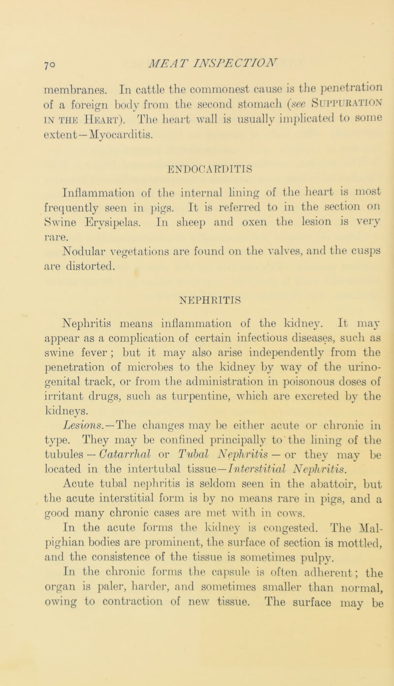 membranes. In cattle the commonest cause is the penetration of a foreign body from the second stomach (see Suppuration in the Heart). The heart wall is usually implicated to some extent — Myocarditis. ENDOCARDITIS Inflammation of the internal lining of the heart is most frequently seen in pigs. It is referred to in the section on Swine Erysipelas. In sheep and oxen the lesion is very rare. Nodular vegetations are found on the valves, and the cusps are distorted. NEPHRITIS Nephritis means inflammation of the kidney. It may appear as a complication of certain infectious diseases, such as swine fever ; hut it may also arise independently from the penetration of microbes to the kidney by way of the urino- genital track, or from the administration in poisonous doses of irritant drugs, such as turpentine, which are excreted by the kidneys. Lesions. — The changes mav be either acute or chronic in type. They may be confined principally to the lining of the tubules — Catarrhal or Tubal Nephritis — or they may be located in the inter tubal tissue—Interstitial Nephritis. Acute tubal nephritis is seldom seen in the abattoir, but the acute interstitial form is by no means rare in pigs, and a good many chronic cases are met with in cows. In the acute forms the kidney is congested. The Mai- pighian bodies are prominent, the surface of section is mottled, and the consistence of the tissue is sometimes pulpy. In the chronic forms the capsule is often adherent; the organ is paler, harder, and sometimes smaller than normal, owing to contraction of new tissue. The surface may be