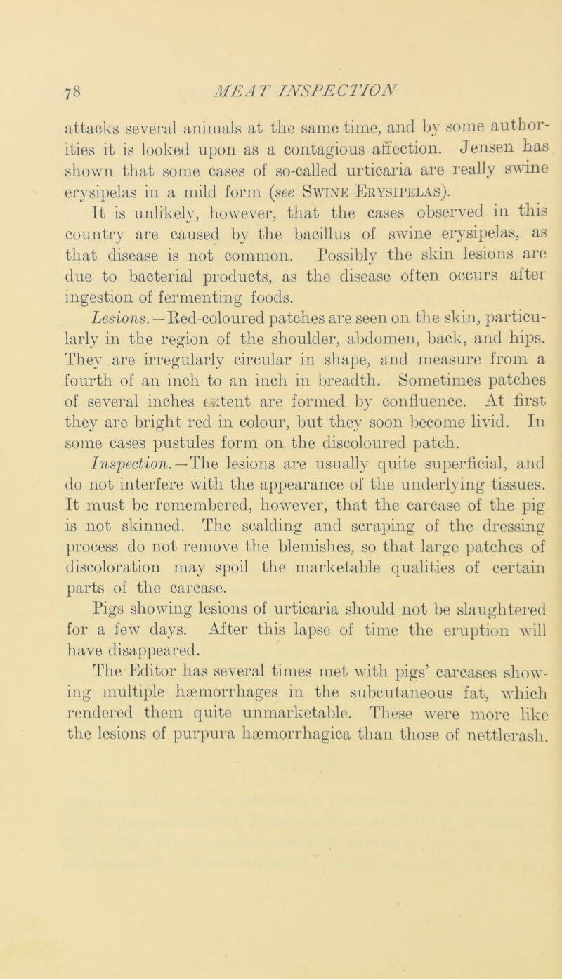attacks several animals at the same time, and by some author- ities it is looked upon as a contagious affection. Jensen has shown that some cases of so-called urticaria are really swine erysipelas in a mild form (see Swine Erysipelas). It is unlikely, however, that the cases observed in this country are caused by the bacillus of swine erysipelas, as that disease is not common. Possibly the skin lesions are due to bacterial products, as the disease often occurs after ingestion of fermenting foods. Lesions. -Red-coloured patches are seen on the skin, particu- larly in the region of the shoulder, abdomen, back, and hips. They are irregularly circular in shape, and measure from a fourth of an inch to an inch in breadth. Sometimes patches of several inches intent are formed by confluence. At first they are bright red in colour, but they soon become livid. In some cases pustules form on the discoloured patch. Inspection.— The lesions are usually quite superficial, and do not interfere with the appearance of the underlying tissues. It must be remembered, however, that the carcase of the pig is not skinned. The scalding and scraping of the dressing process do not remove the blemishes, so that large patches of discoloration may spoil the marketable qualities of certain parts of the carcase. Pigs showing lesions of urticaria should not be slaughtered for a few days. After this lapse of time the eruption will have disappeared. The Editor has several times met with pigs’ carcases show- ing multiple haemorrhages in the subcutaneous fat, which rendered them quite unmarketable. These were more like the lesions of purpura haemorrhagica than those of nettlerasli.