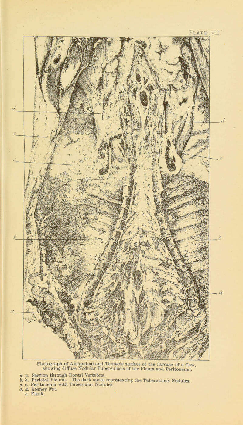 Photograph of Abdominal and Thoracic surface of the Carcase of a Cow showing diffuse Nodular Tuberculosis of the Pleura and Peritoneum. a a. Section through Dorsal Vertebrae.. b. b. Parietal Pleurae. The dark spots representing the Tuberculous Nodules. c. c. Peritoneum with Tubercular Nodules. d. d. Kidney Fat. s. Flank.