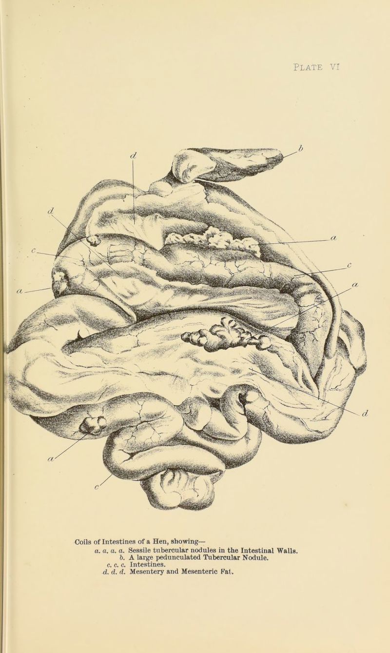 Coils of Intestines of a Hen, showing— a. a. a. a. Sessile tubercular nodules in the Intestinal Walls. b. A large pedunculated Tubercular Nodule, c. c. c. Intestines. d. d. d. Mesentery and Mesenteric Fat .