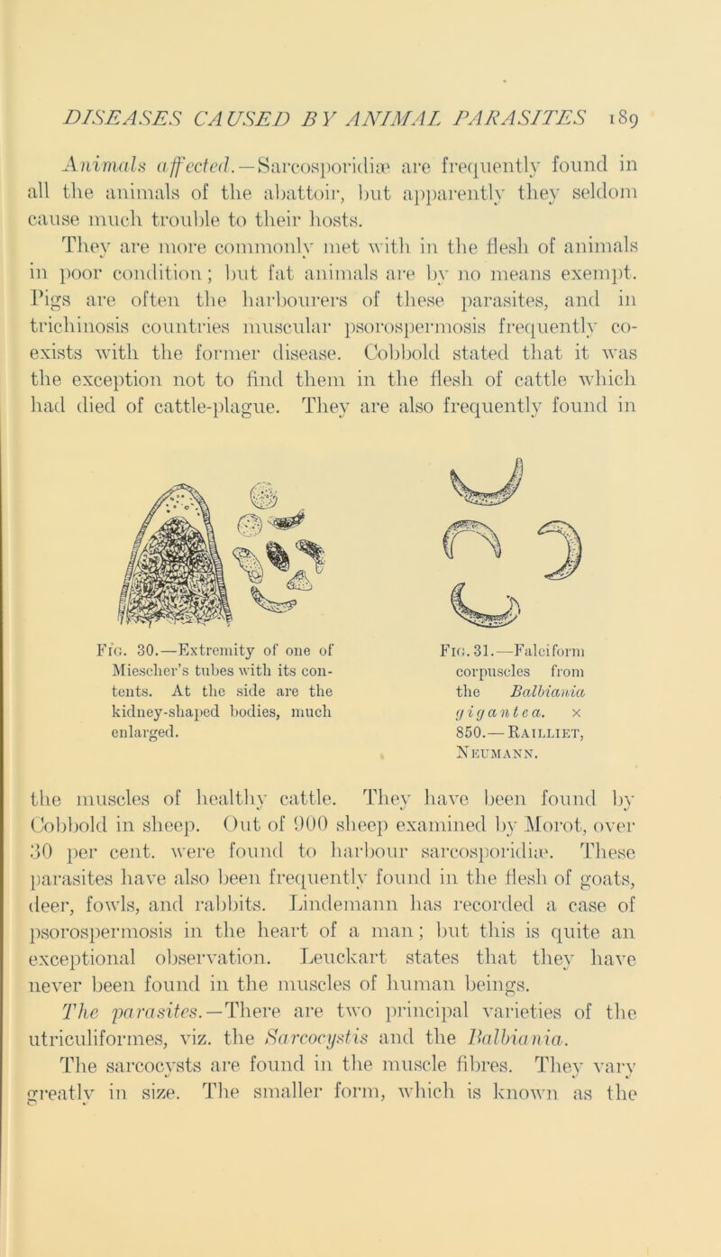 Animals affected. — Sarcosporidiae are frequently found m all the animals of the abattoir, but apparently they seldom cause much trouble to their hosts. Thev are more commonly met with in the flesh of animals %j » in poor condition; but fat animals are by no means exempt. Pigs are often the harbourers of these parasites, and in trichinosis countries muscular psorospermosis frequently co- exists with the former disease, the exception not to find them had died of cattle-plague. They Fig. 30.—Extremity of one of Miesclier’s tubes with its con- tents. At the side are the kidney-shaped bodies, much enlarged. Cobbold stated that it was in the flesh of cattle which are also frequently found in Fig. 31.—Falciform corpuscles from the Balbictnia (j i g a n t e a. x 850.— Railliet, Neumann. the muscles of healthy cattle. They have been found by Cobbold in sheep. Out of 900 sheep examined by Morot, over 30 per cent, were found to harbour sarcosporidiae. These parasites have also been frequently found in the flesh of goats, deer, fowls, and rabbits. Lindemann has recorded a case of psorospermosis in the heart of a man; but this is quite an exceptional observation. Leuckart states that they have never been found in the muscles of human beings. The parasites. — There are two principal varieties of the utriculiformes, viz. the Sarcocystis and the Balbiania. The sarcocysts are found in the muscle fibres. They vary Great!v in size. The smaller form, which is known as the o