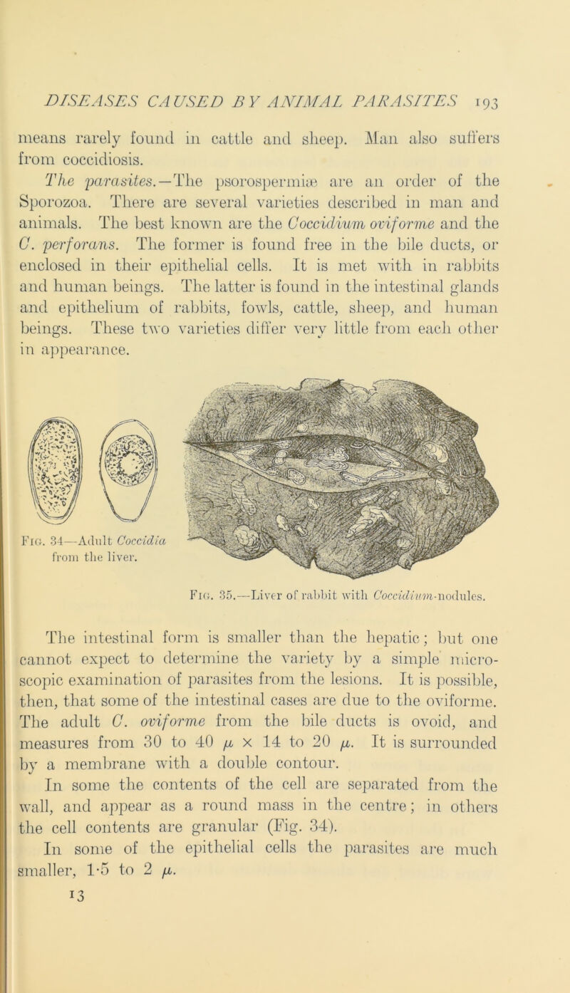means rarely found in cattle and slieep. Man also sutlers from coccidiosis. The parasites. — The psorospermiae are an order of the Sporozoa. There are several varieties described in man and animals. The best known are the Coccidium oviforme and the C. perforans. The former is found free in the bile ducts, or enclosed in their epithelial cells. It is met with in rabbits and human beings. The latter is found in the intestinal glands and epithelium of rabbits, fowls, cattle, sheep, and human beings. These two varieties differ very little from each other in appearance. Fig. 34—Adult Coccidia from the liver. Fig. 35.—Liver of rabbit with Coccidium-nodules. The intestinal form is smaller than the hepatic; but one cannot expect to determine the variety by a simple micro- scopic examination of parasites from the lesions. It is possible, then, that some of the intestinal cases are due to the oviforme. The adult C. oviforme from the bile ducts is ovoid, and measures from 30 to 40 p x 14 to 20 p. It is surrounded by a membrane with a double contour. In some the contents of the cell are separated from the wall, and appear as a round mass in the centre; in others the cell contents are granular (Fig. 34). In some of the epithelial cells the parasites are much smaller, 1-5 to 2 p. 13