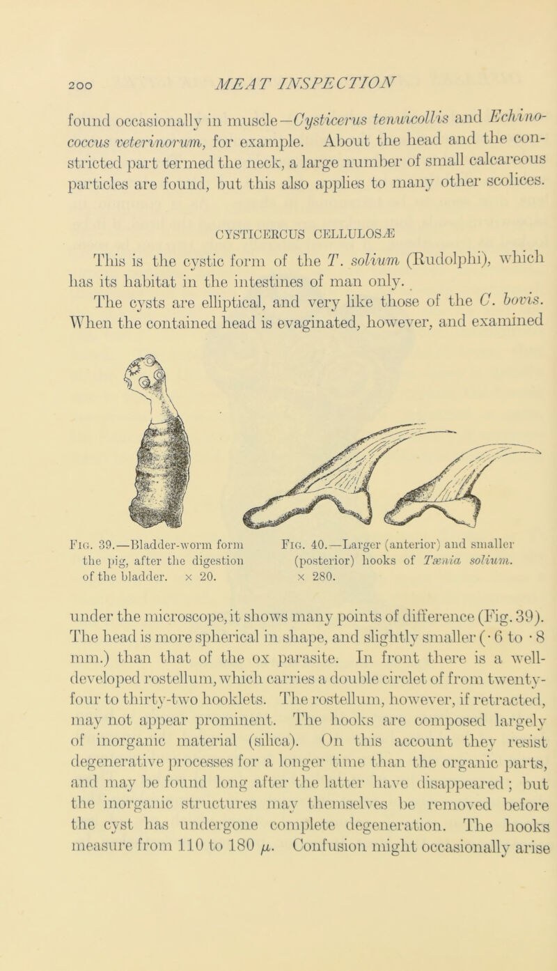 found occasionally in muscle—Cysticerus tenuicollis and Echino- coccus veterinorum, for example. About the head and the con- stricted part termed the neck, a large number of small calcareous particles are found, but this also applies to many other scolices. CYSTIC ERG US CELLULOSE This is the cystic form of the T. solium (Itudolphi), which has its habitat in the intestines of man only. The cysts are elliptical, and very like those of the 0. bovis. When the contained head is evaginated, however, and examined Fig. 39.—Bladder-worm form Fig. 40.—Larger (anterior) and smaller the pig, after the digestion (posterior) hooks of Taenia, solium. of the bladder. x 20. x 280. under the microscope, it shows many points of difference (Fig. 39). The head is more spherical in shape, and slightly smaller (• 6 to • 8 mm.) than that of the ox parasite. In front there is a well- developed rostellum, which carries a double circlet of from twenty- four to thirty-two booklets. The rostellum, however, if retracted, may not appear prominent. The hooks are composed largely of inorganic material (silica). On this account they resist degenerative processes for a longer time than the organic parts, and may lie found long after the latter have disappeared; but the inorganic structures may themselves be removed before the cyst has undergone complete degeneration. The hooks measure from 110 to 180 fi. Confusion might occasionally arise
