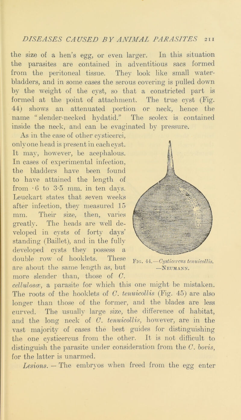 the size of a hen’s egg, or even larger. I11 this situation the parasites are contained in adventitious sacs formed from the peritoneal tissue. They look like small water- bladders, and in some cases the serous covering is pulled down by the weight of the cyst, so that a constricted part is formed at the point of attachment. The true cyst (Fig. 44) shows an attenuated portion or neck, hence the name “ slender-necked hydatid.” The scolex is contained inside the neck, and can be evaginated by pressure. As in the case of other cystieerci, only one head is present in each cyst. It may, however, be acephalous. In cases of experimental infection, the bladders have been found to have attained the length of from -6 to 3-5 mm. in ten days. Leuckart states that seven weeks after infection, they measured 15 mm. Their size, then, varies greatly. The heads are well de- veloped in cysts of forty days’ standing (Baillet), and in the fully developed cysts they possess a double row of booklets. These are about the same length as, but more slender than, those of C. cellulosce, a parasite for which this one might be mistaken. The roots of the booklets of C. tenuicollis (Fig. 45) are also longer than those of the former, and the blades are less curved. The usually large size, the difference of habitat, and the long neck of C. tenuicollis, however, are in the vast majority of cases the best guides for distinguishing the one cysticercus from the other. It is not difficult to distinguish the parasite under consideration from the C. bovis, for the latter is unarmed. Lesions. — The embryos when freed from the egg enter Fig. 44.-—Cysticercus tenuicollis. —Neumann.