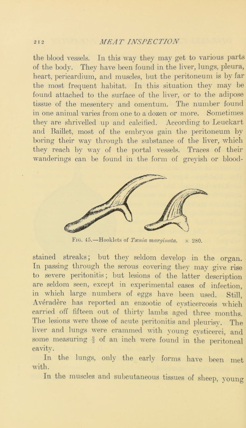 the blood vessels. In this way they may get to various parts of the body. They have been found in the liver, lungs, pleura, heart, pericardium, and muscles, but the peritoneum is by far the most frequent habitat. In this situation they may be found attached to the surface of the liver, or to the adipose tissue of the mesentery and omentum. The number found in one animal varies from one to a dozen or more. Sometimes they are shrivelled up and calcified. According to Leuckart and Baillet, most of the embryos gain the peritoneum by boring their way through the substance of the liver, which they reach by way of the portal vessels. Traces of their wanderings can be found in the form of greyish or blood- Fig. 45.—Hooklets of T&nia marginata. x 280. stained streaks; but they seldom develop in the organ. In passing through the serous covering they may give rise to severe peritonitis; but lesions of the latter description are seldom seen, except in experimental cases of infection, in which large numbers of eggs have been used. Still, Averadere has reported an enzootic of cysticercosis which carried off fifteen out of thirty lambs aged three months. The lesions were those of acute peritonitis and pleurisy. The liver and lungs were crammed with young cysticerci, and some measuring f of an inch were found in the peritoneal cavity. In the lungs, only the early forms have been met with. In the muscles and subcutaneous tissues of sheep, vonim