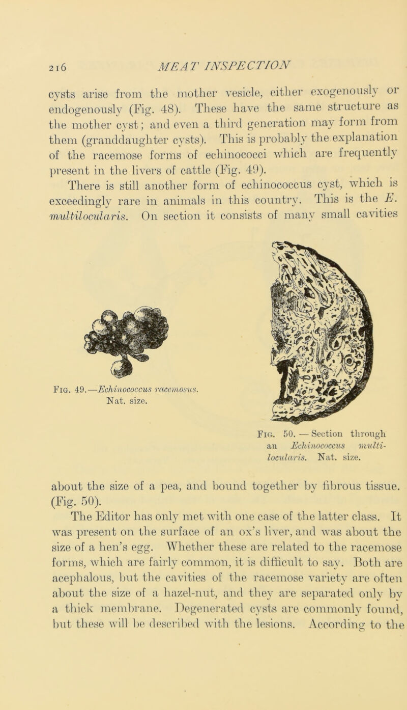 cysts arise from the mother vesicle, either exogenously or endogenously (Fig. 48). These have the same structure as the mother cy7st; and even a third generation may form from them (granddaughter cyTsts). This is probably the explanation of the racemose forms of echinococci which are frequently present in the livers of cattle (Fig. 49). There is still another form of echinococcus cyrst, which is exceedingly rare in animals in this country. This is the h. multilocularis. On section it consists of many small cavities Fig. 49.—Echinococcus mcemosus. Nat. size. Fig. 50. — Section through an Echinococcus multi- locularis. Nat. size. about the size of a pea, and bound together by fibrous tissue. (Kg- 50). The Editor has only met with one case of the latter class. It was present on the surface of an ox's liver, and was about the size of a hen’s egg. Whether these are related to the racemose forms, which are fairly common, it is difficult to sayT. Both are acephalous, but the cavities of the racemose variety are often about the size of a hazel-nut, and they are separated only bv a thick membrane. Degenerated cysts are commonly7 found, but these will be described with the lesions. According; to the