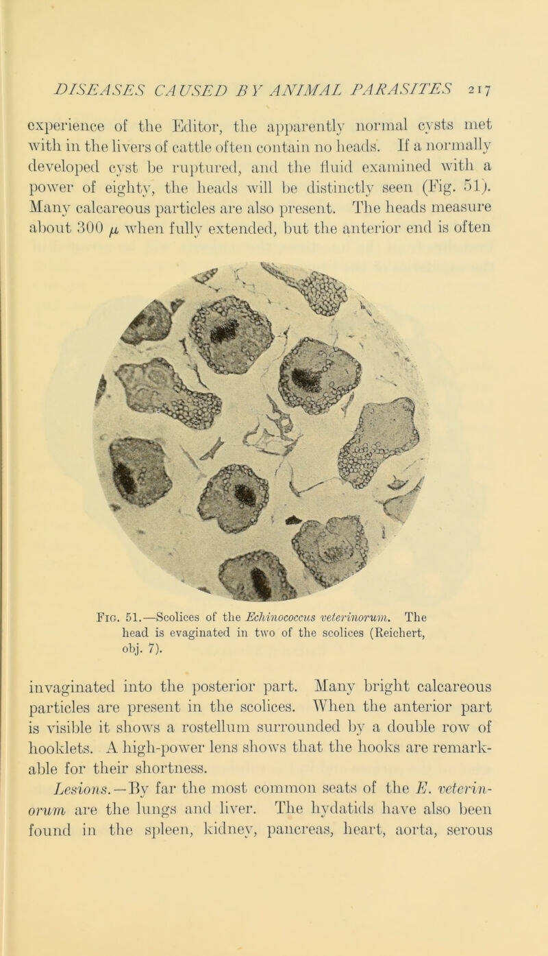 experience of the Editor, the apparently normal cysts met with in the livers of cattle often contain no heads. If a normally developed cyst he ruptured, and the fluid examined with a power of eighty, the heads will be distinctly seen (Fig. 51). Many calcareous particles are also present. The heads measure about 300 n when fully extended, but the anterior end is often Fig. 51.—Scolices of the Echinococcus veterinorum. The head is evaginated in two of the scolices (Reichert, obj. 7). invaginated into the posterior part. Many bright calcareous particles are present in the scolices. When the anterior part is visible it shows a rostellum surrounded by a double row of booklets. A high-power lens shows that the hooks are remark- able for their shortness. Lesions. — By far the most common seats of the E. veterin- orum are the lungs and liver. The hydatids have also been found in the spleen, kidney, pancreas, heart, aorta, serous
