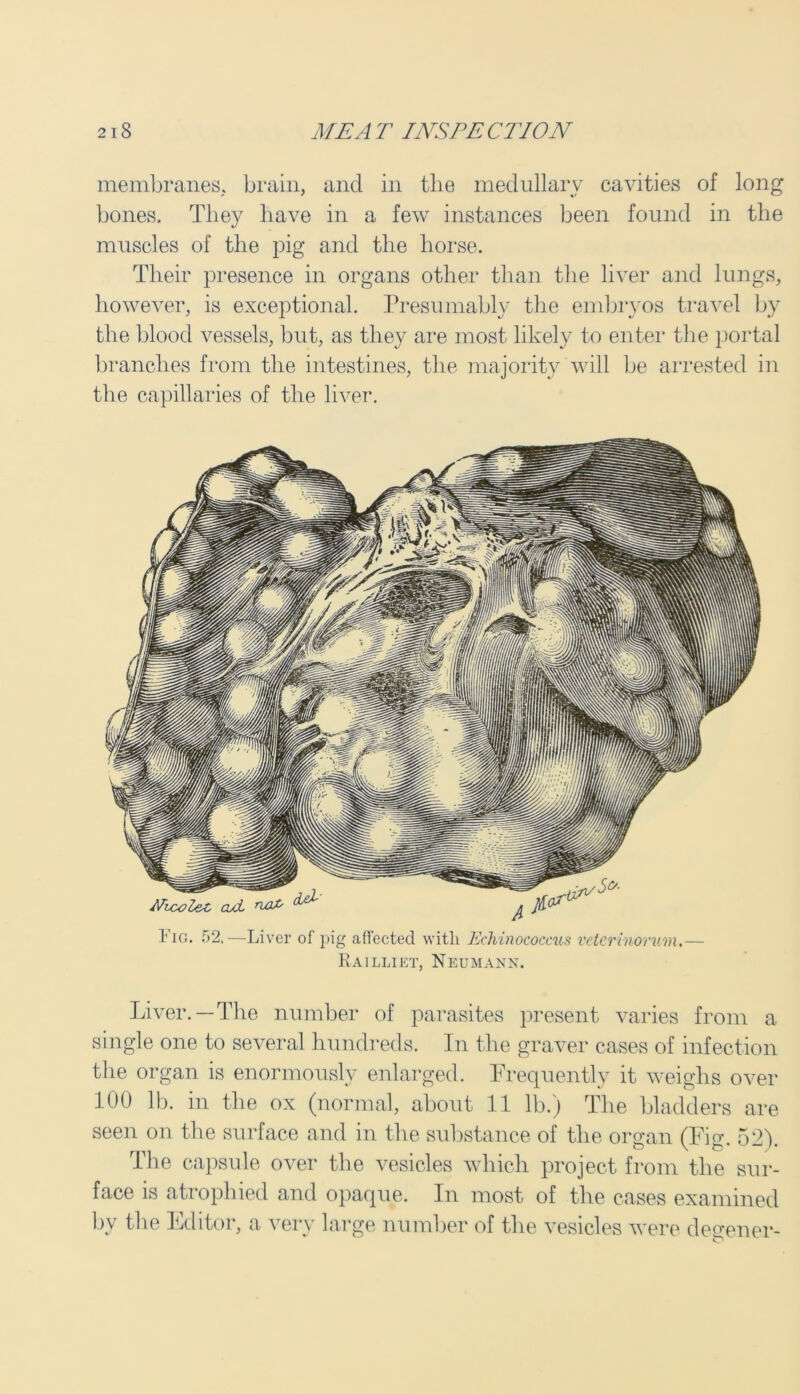 membranes, brain, and in the medullary cavities of long bones. They have in a few instances been found in the muscles of the pig and the horse. Their presence in organs other than the liver and lungs, however, is exceptional. Presumably the embryos travel by the blood vessels, but, as they are most likely to enter the portal branches from the intestines, the majority will be arrested in the capillaries of the liver. Fig. 52,—Liver of pig affected with Echinococcus voter inorv/m.— Railliet, Neumann. Liver.—The number of parasites present varies from a single one to several hundreds. In the graver cases of infection the organ is enormously enlarged. Frequently it weighs over 100 lb. in the ox (normal, about 11 lb.) The bladders are seen on the surface and in the substance of the organ (Fig. 52). The capsule over the vesicles which project from the sur- face is atrophied and opaque. In most of the cases examined bv the Editor, a very large number of the vesicles were degener-